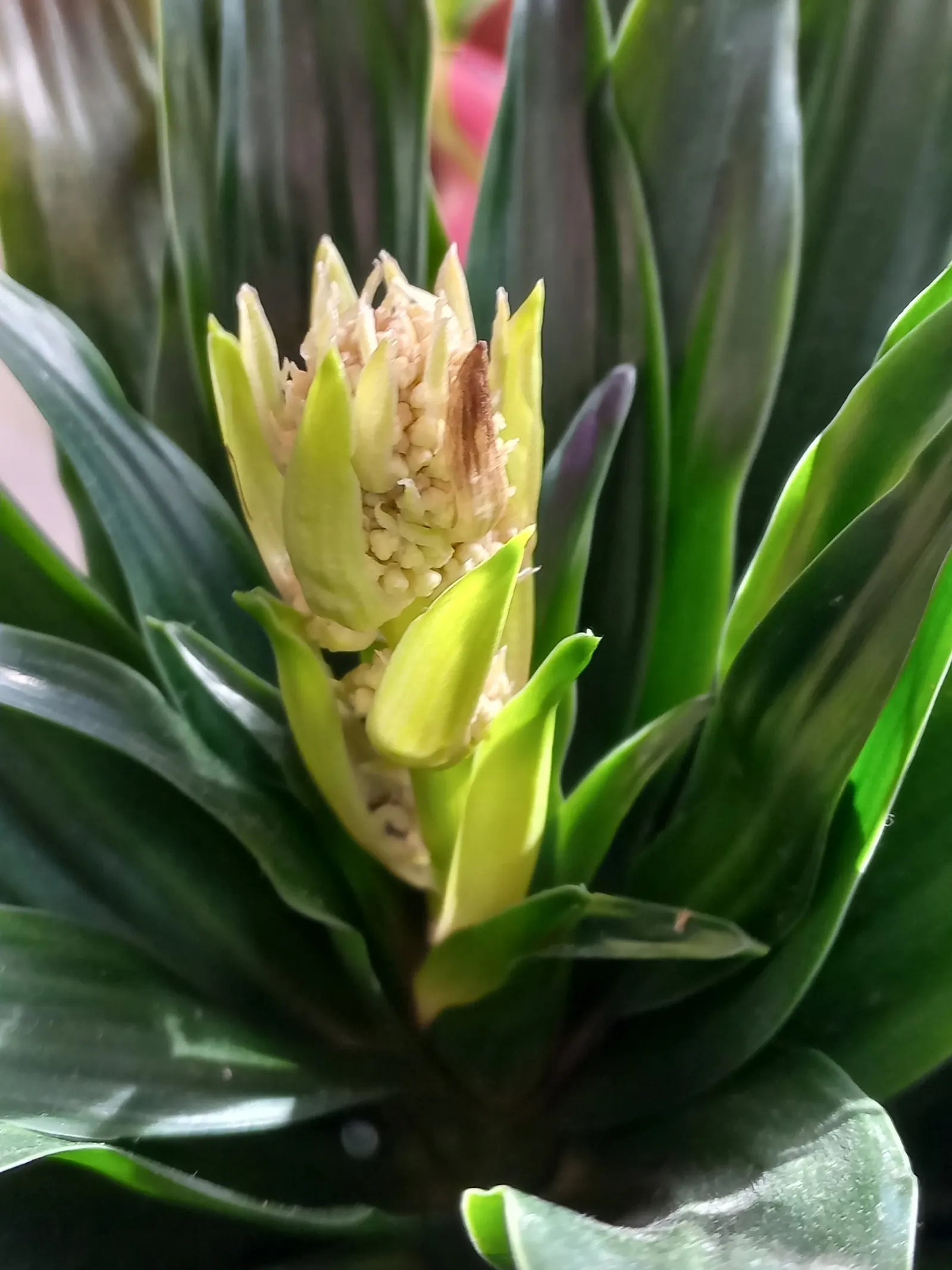 Compact Dragon Tree (Dracaena Fragrans 'Compacta') — making it both decorative and functional