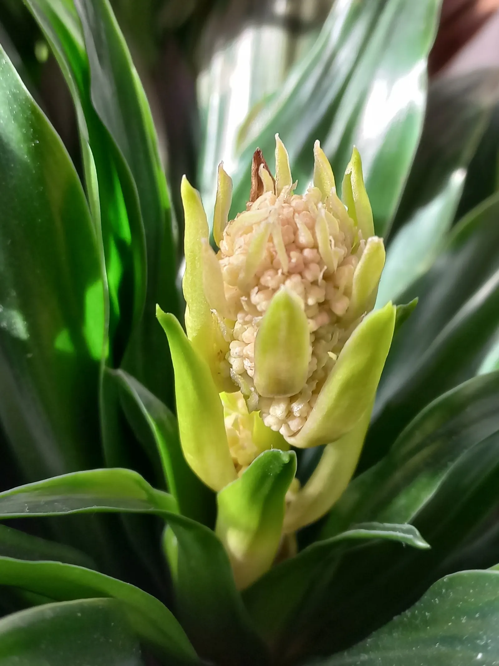 Compact Dragon Tree (Dracaena Fragrans 'Compacta') — perennial for half or shade
