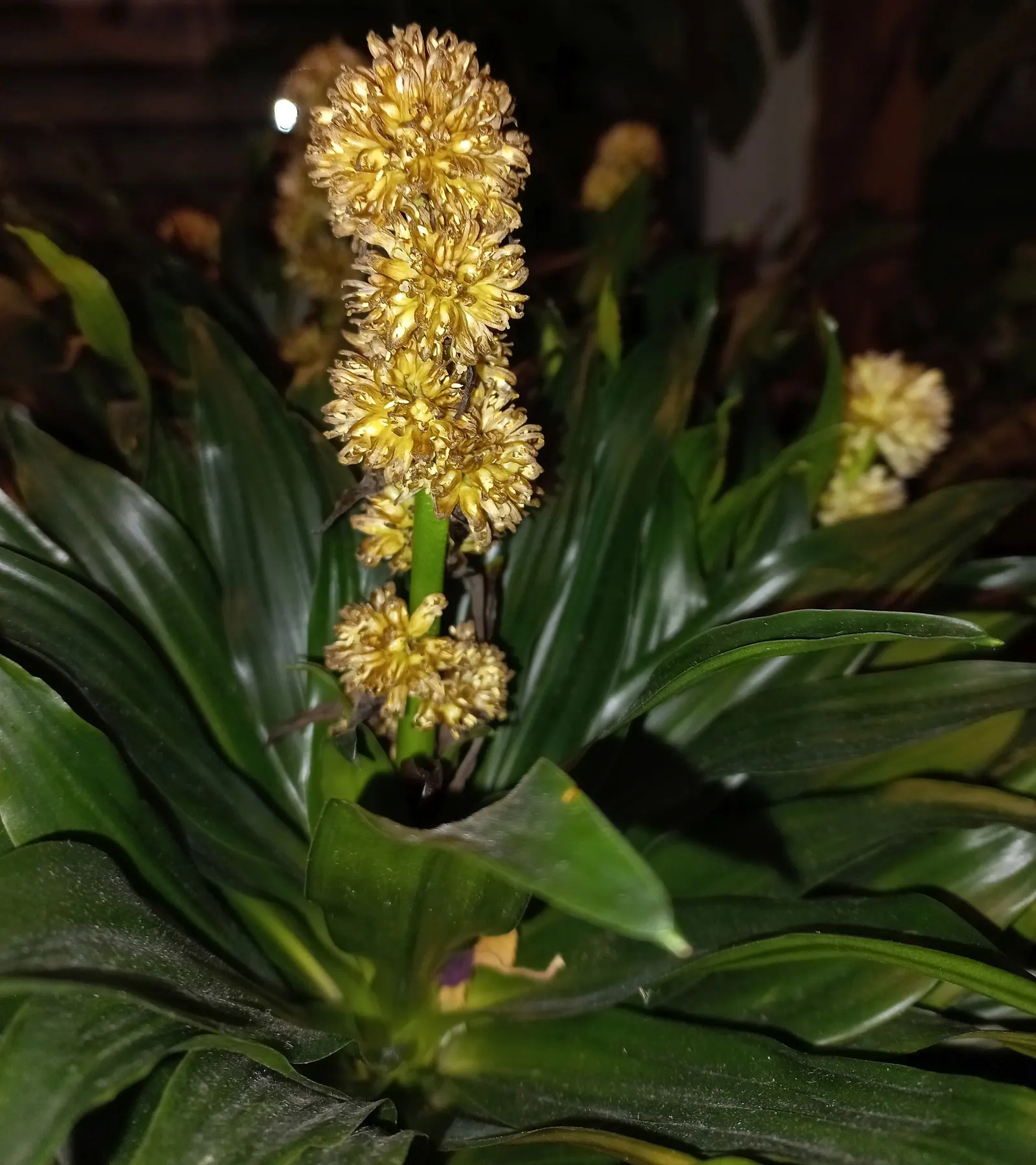 Compact Dragon Tree (Dracaena Fragrans 'Compacta') — Mature specimens reach a height of approximately 4 to 6 feet with a spread of 2 to 3 feet; moderate