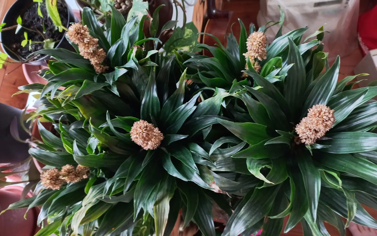Compact Dragon Tree (Dracaena Fragrans 'Compacta') — upright plant that requires little attention; typically measuring about 12 to 24 inches in length and 2 to