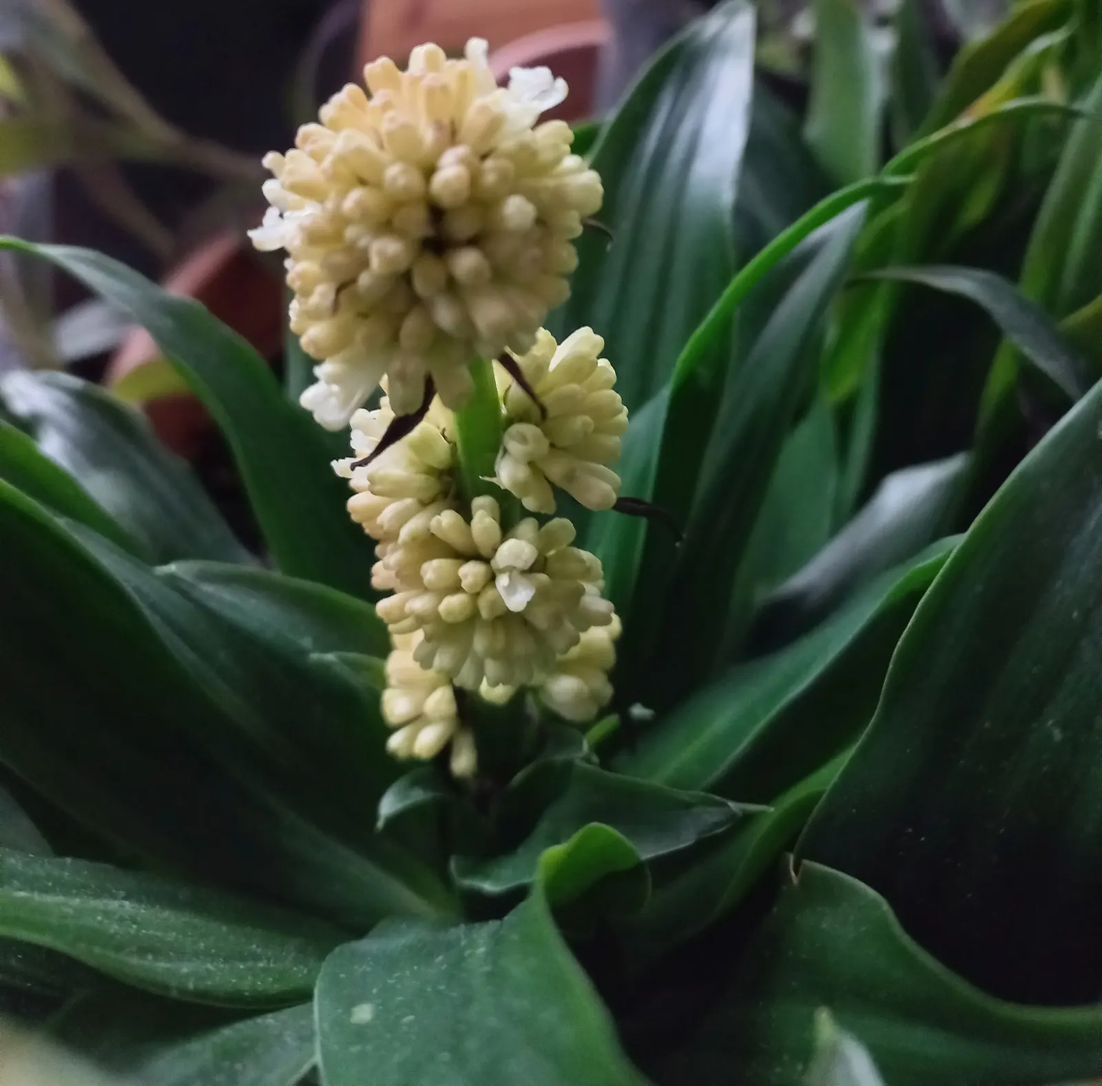 Compact Dragon Tree (Dracaena Fragrans 'Compacta') — it requires minimal watering and offers air-purifying qualities; they gracefully emerge from a central