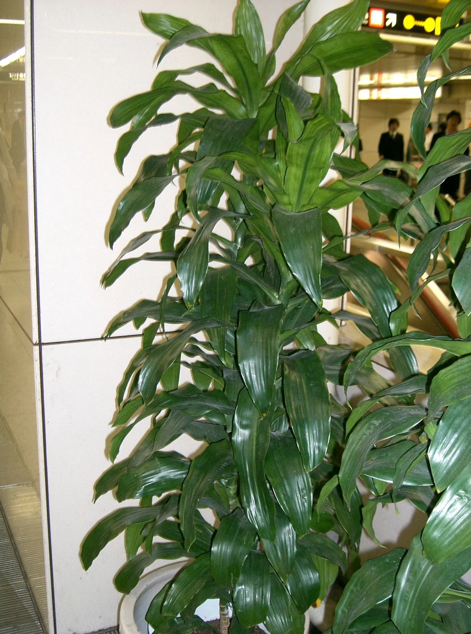Compact Dragon Tree (Dracaena Fragrans 'Compacta') — making it both decorative and functional; the Dracaena fragrans 'Compacta' is a superb choice for clients