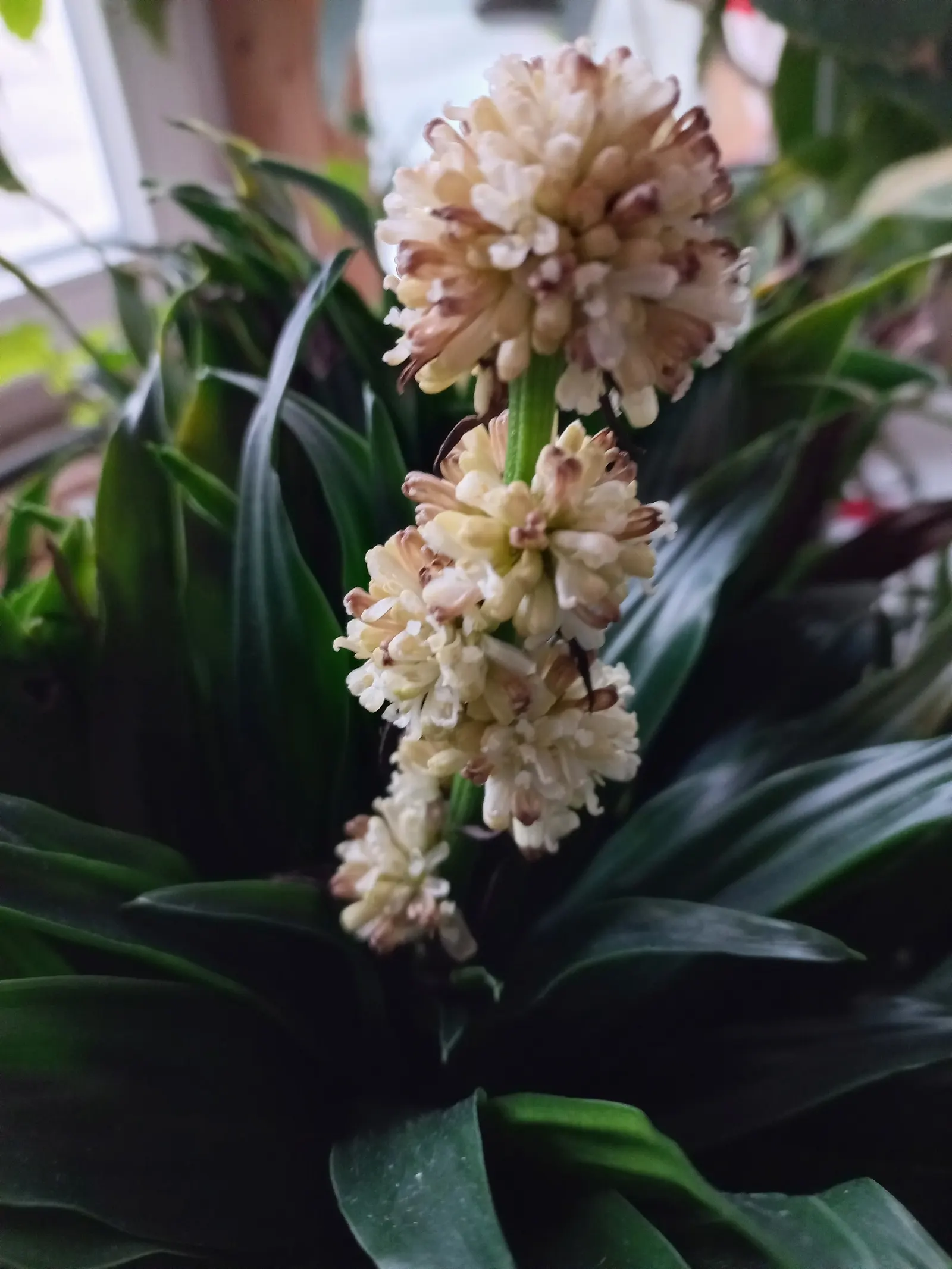 Compact Dragon Tree (Dracaena Fragrans 'Compacta') — slow-growing evergreen that makes a bold statement in any landscape design; the Compact Dragon Tree boasts