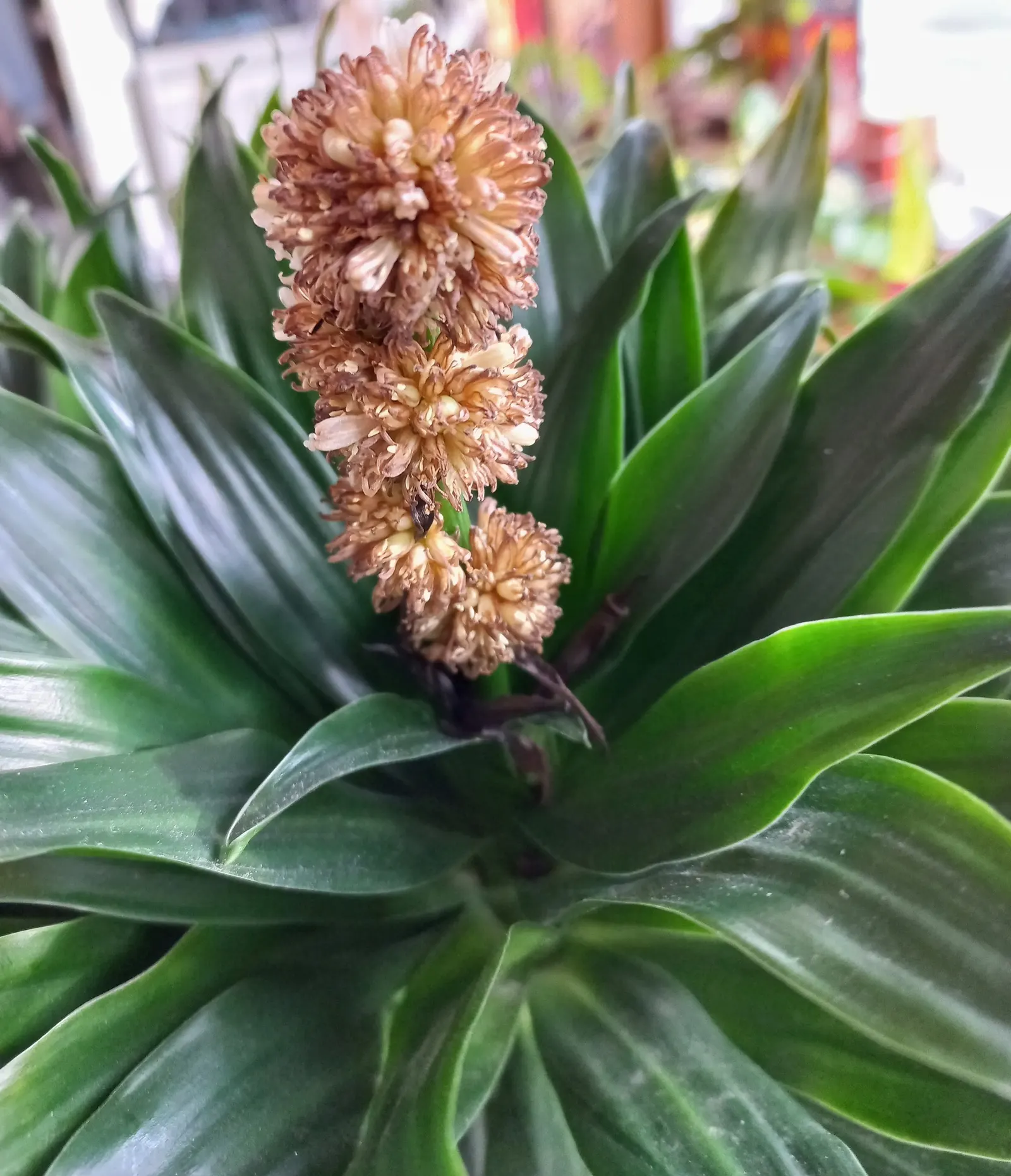Compact Dragon Tree (Dracaena Fragrans 'Compacta') — dark green leaves that grow compactly around its central stem; it thrives in USDA Hardiness, image 51