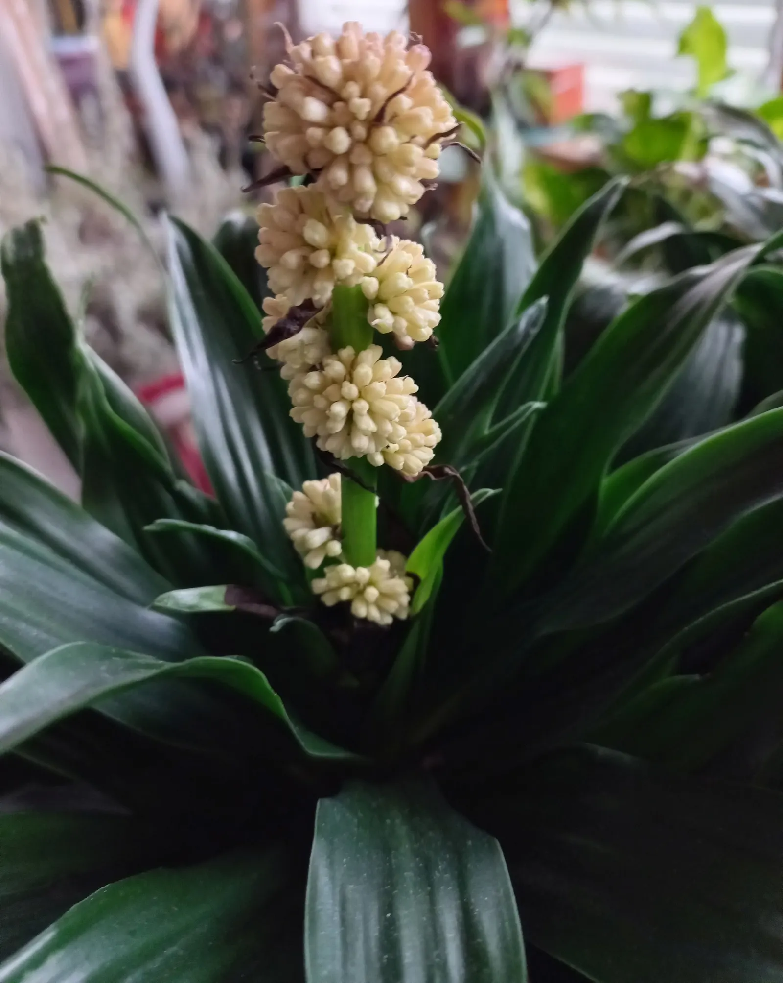 Compact Dragon Tree (Dracaena Fragrans 'Compacta') — dark green leaves that grow compactly around its central stem; it thrives in USDA Hardiness Zones 10 to 12