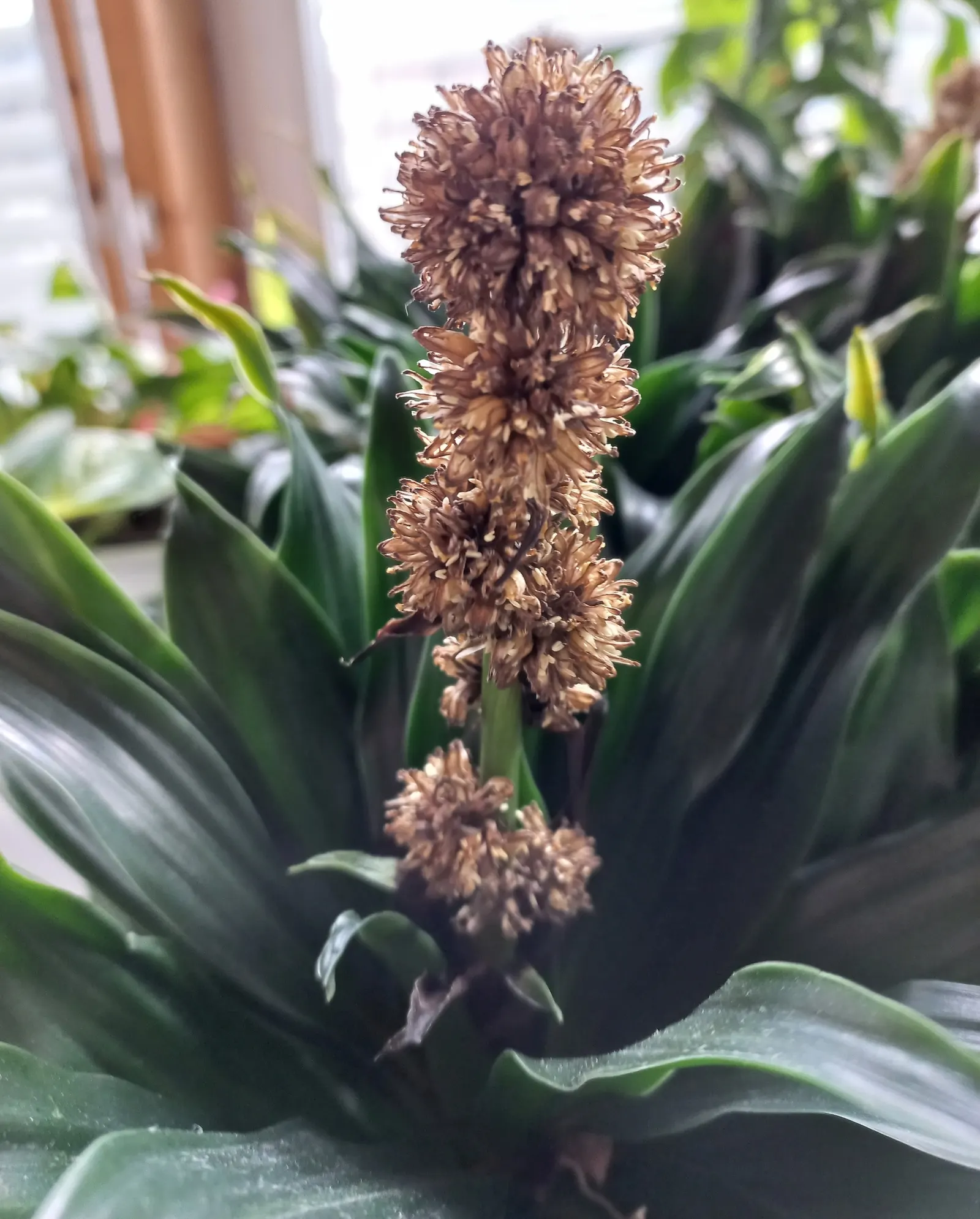 Compact Dragon Tree (Dracaena Fragrans 'Compacta') — making it versatile for various garden locations; as the Compact Dragon Tree is drought-resistant but