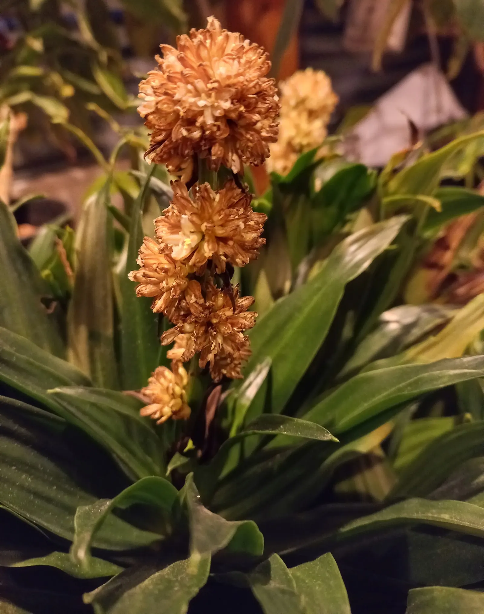 Compact Dragon Tree (Dracaena Fragrans 'Compacta') — reaching up to 6 ft in height and 3 ft in width over time