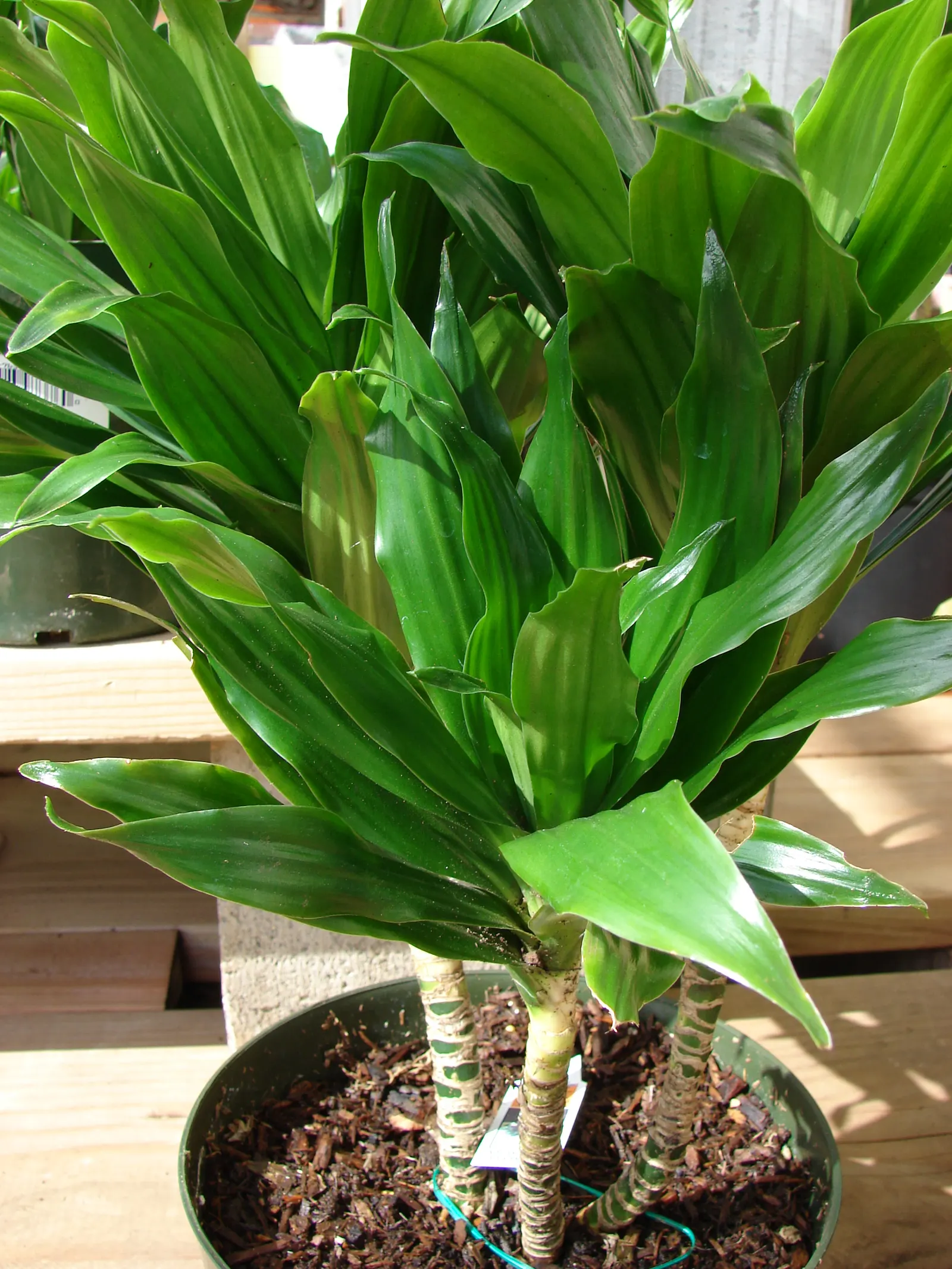Compact Dragon Tree (Dracaena Fragrans 'Compacta') — Ideal for indoor spaces or shaded outdoor areas; commonly referred to as the Compact Dragon, image 53