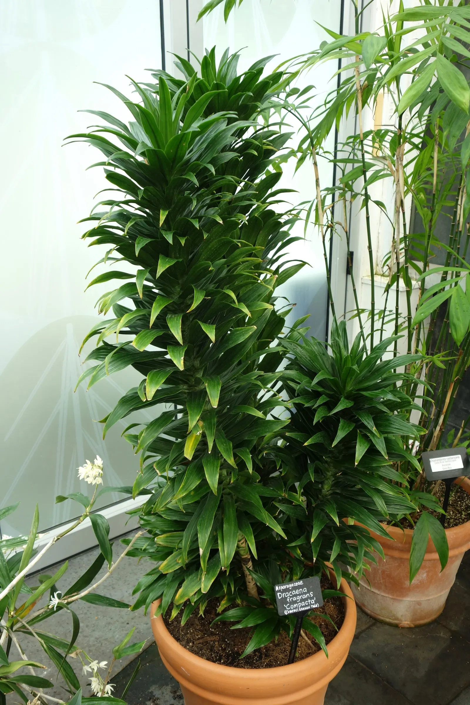 Compact Dragon Tree (Dracaena Fragrans 'Compacta') — upright plant that requires little attention