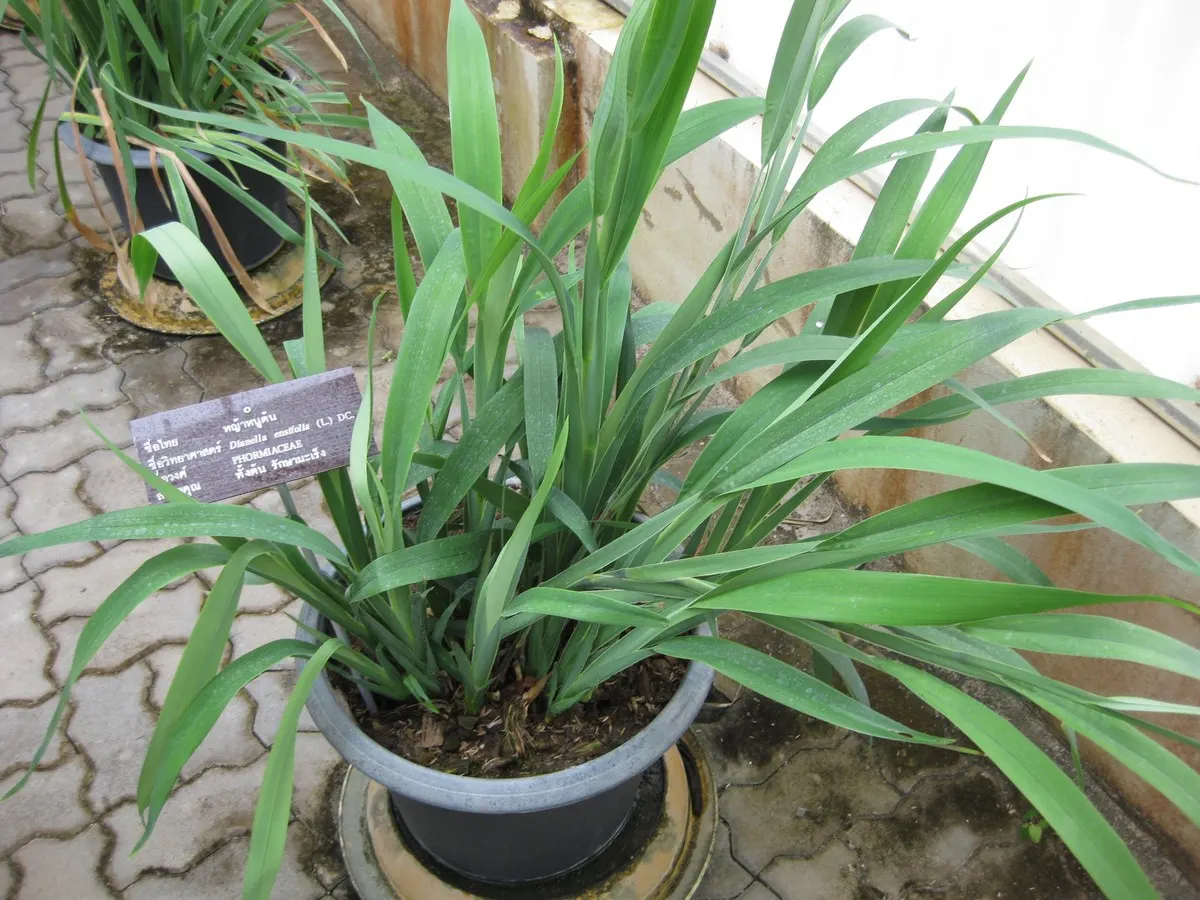 Umbrella Lily (Dianella Ensifolia) — grass / perennial for full or half or shade