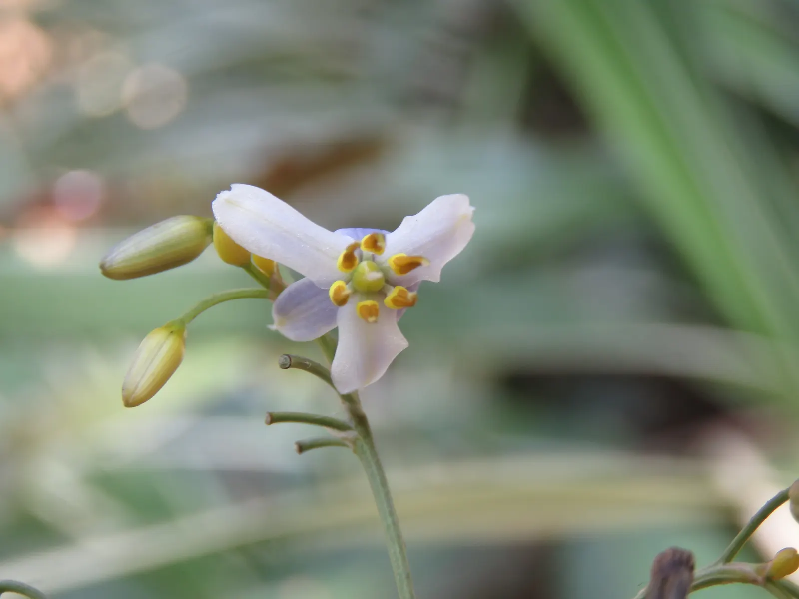 Umbrella Lily (Dianella Ensifolia) — dark blue to purple berries that may reach up to 0.5 inches in diameter; sporting starry blooms and vibrant blue berries