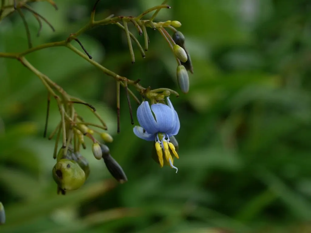 Umbrella Lily (Dianella Ensifolia) — making it a versatile choice for understory planting or as a textural groundcover; adding a pop of color and interest to