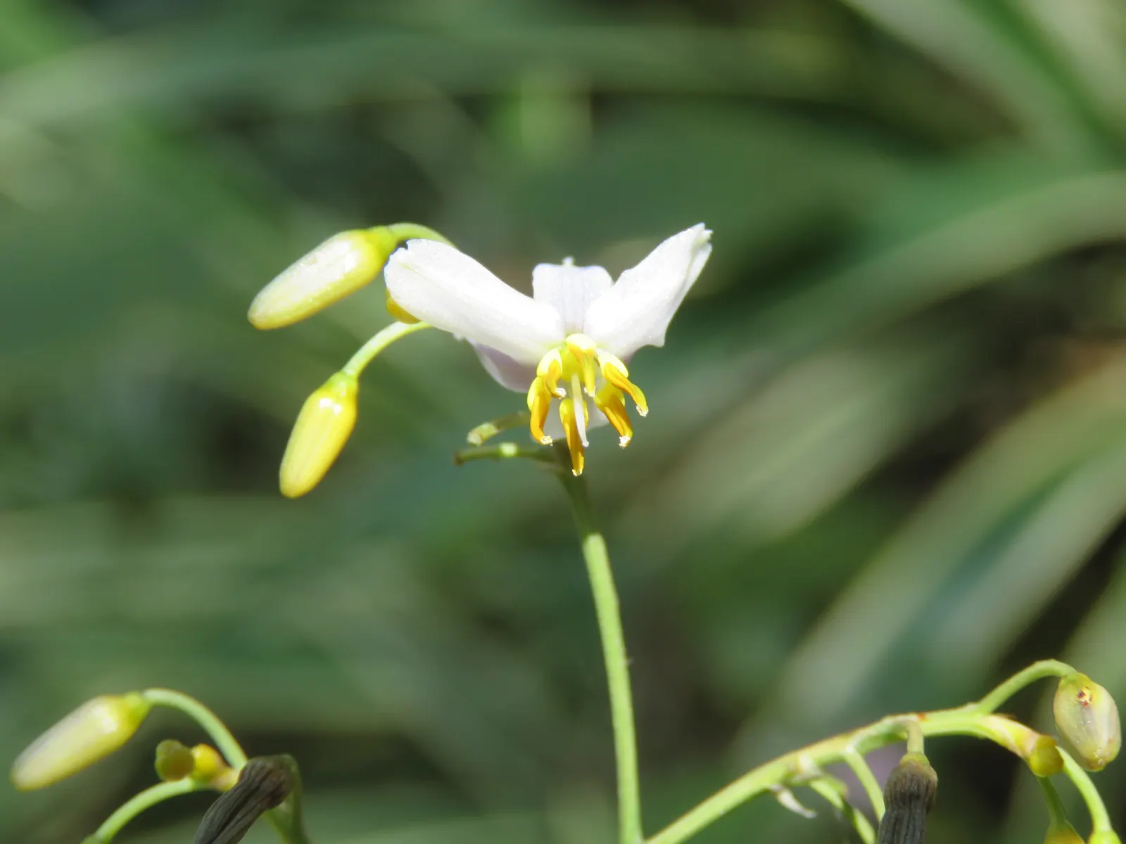 Umbrella Lily (Dianella Ensifolia) — the Umbrella Dracaena creates a graceful; sporting starry blooms and vibrant blue berries