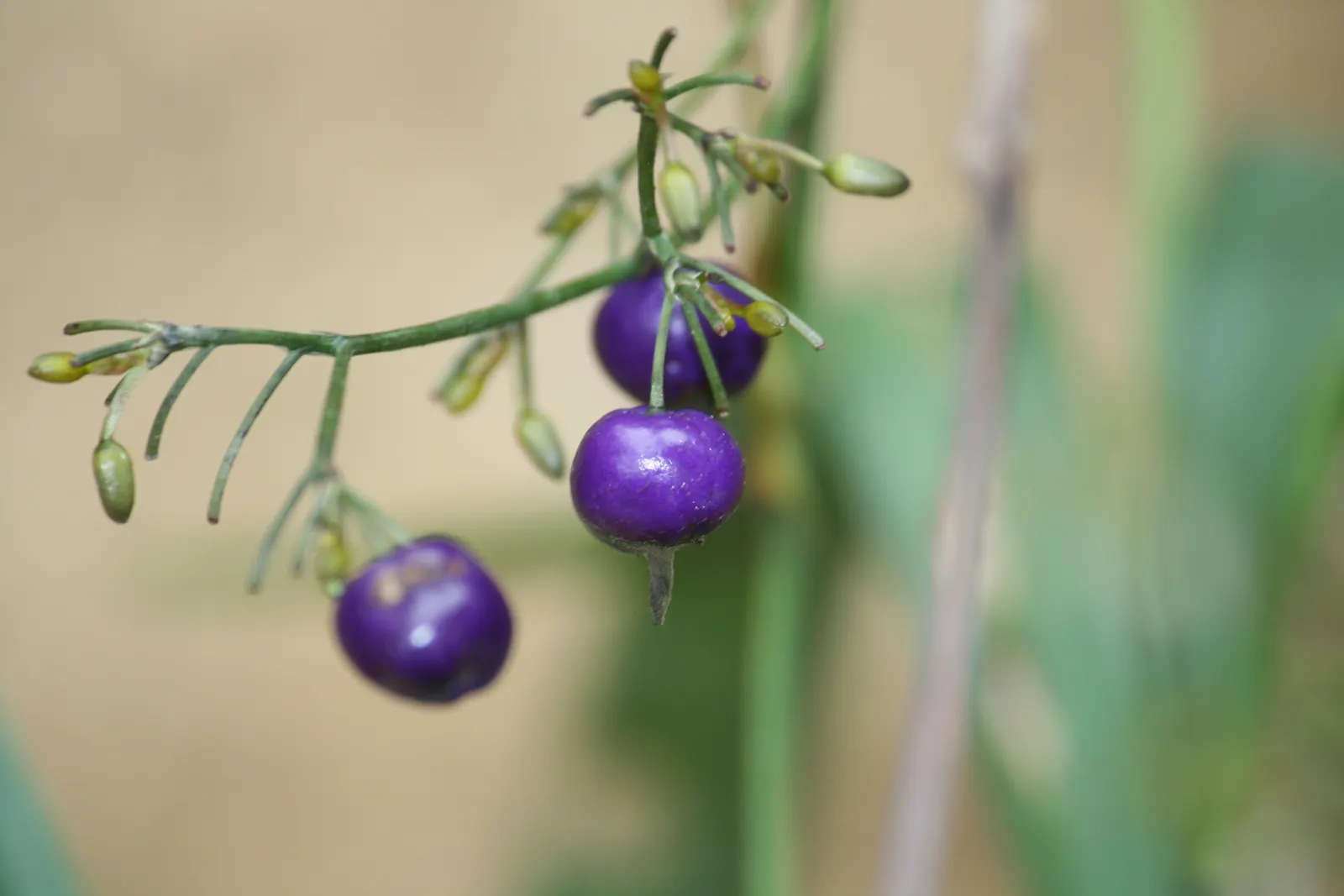 Umbrella Lily (Dianella Ensifolia) — strappy leaves that can grow up to 24-30 inches in length and around 1-2 inches in width; effortlessly enhancing the