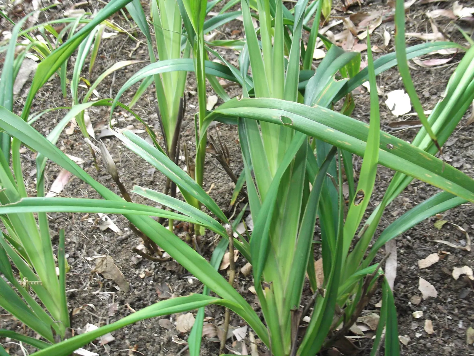 Umbrella Lily (Dianella Ensifolia) — this low-maintenance species thrives in partial to full shade and well-drained soil