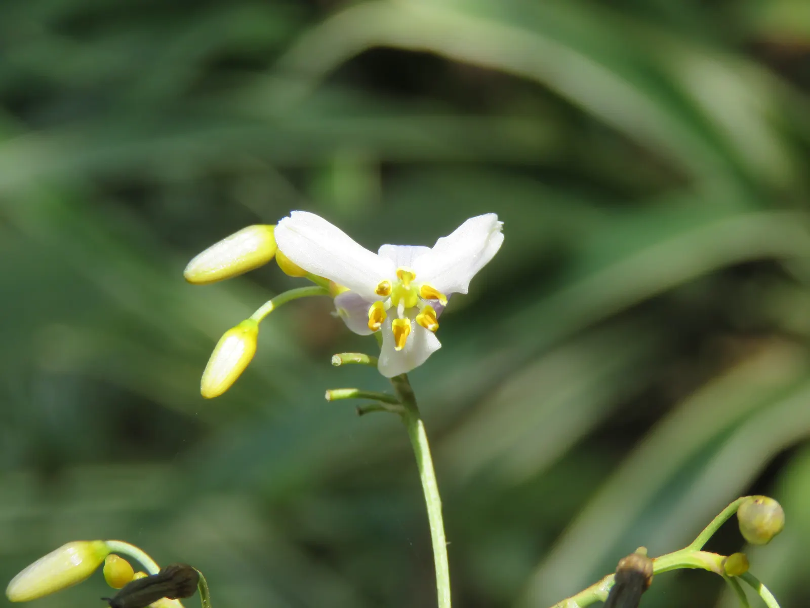 Umbrella Lily (Dianella Ensifolia) — This hardy species thrives in USDA hardiness zones 9 to 11; making it a suitable choice for a range of outdoor garden