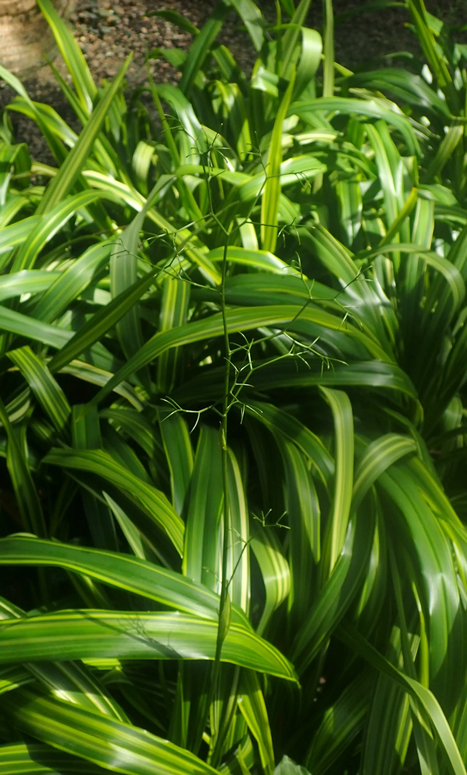 Umbrella Lily (Dianella Ensifolia) — offer year-round interest