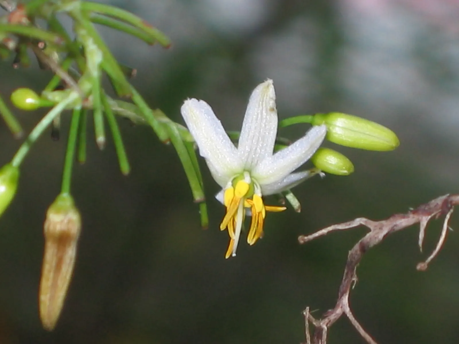 Umbrella Lily (Dianella Ensifolia) — offer year-round interest; sporting starry blooms and vibrant blue berries