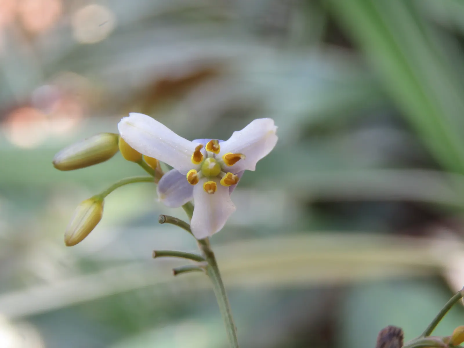 Umbrella Lily (Dianella Ensifolia) — Umbrella Dracaena (Dianella ensifolia) is a clumping perennial with sword-like; sporting starry blooms and vibrant blue