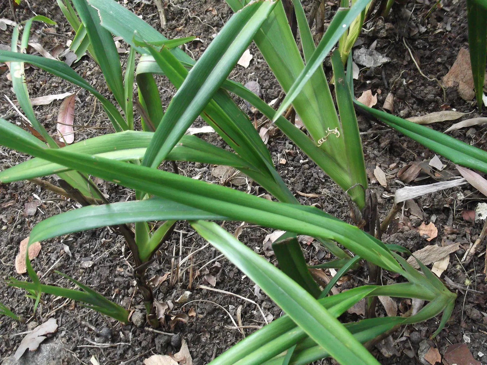 Umbrella Lily (Dianella Ensifolia) — strappy leaves that can grow up to 24-30 inches in length and around 1-2 inches in width