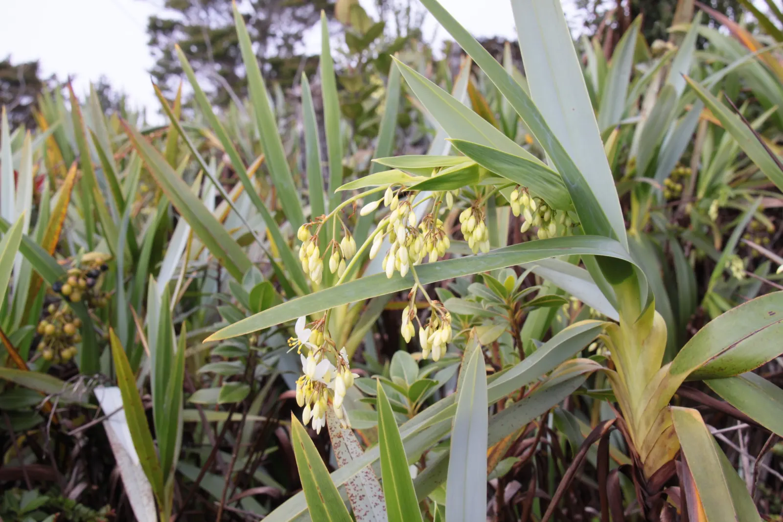 Umbrella Lily (Dianella Ensifolia) — is a versatile and elegant perennial plant suited to both tropical and subtropical landscapes