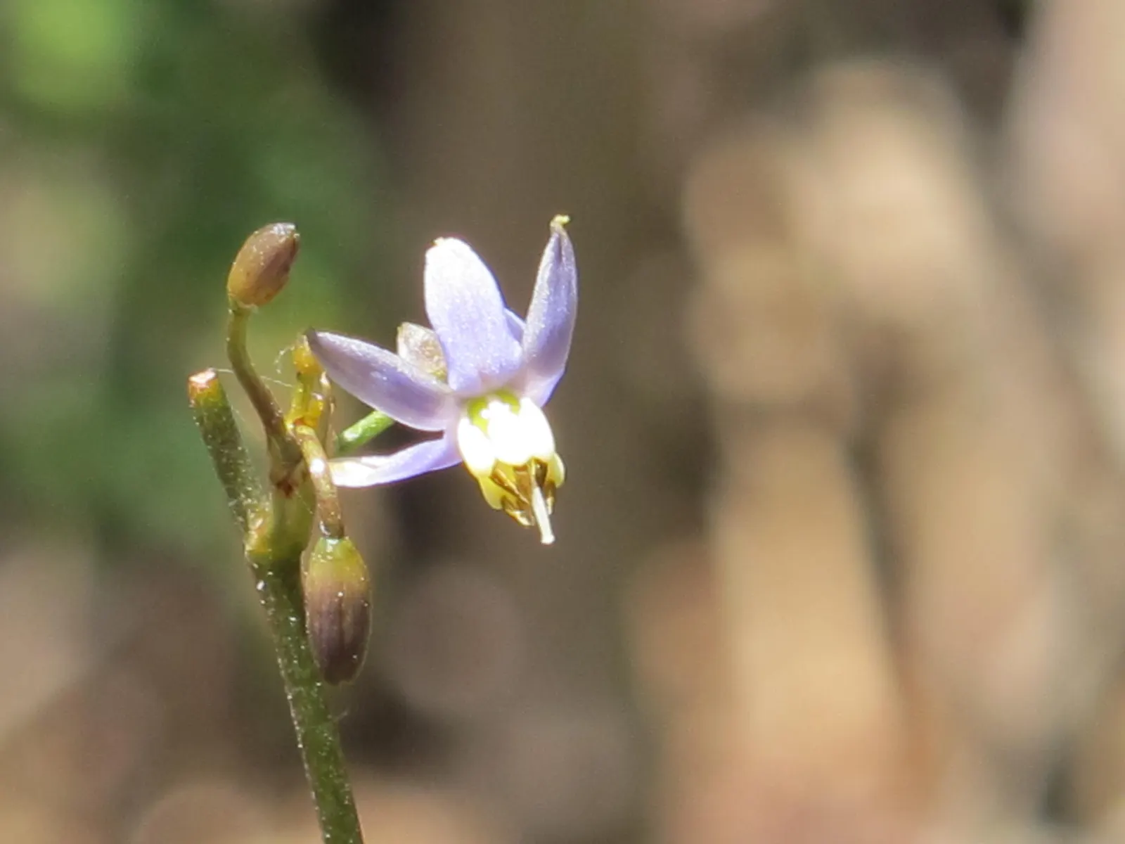Umbrella Lily (Dianella Ensifolia) — grass / perennial with blue blooms