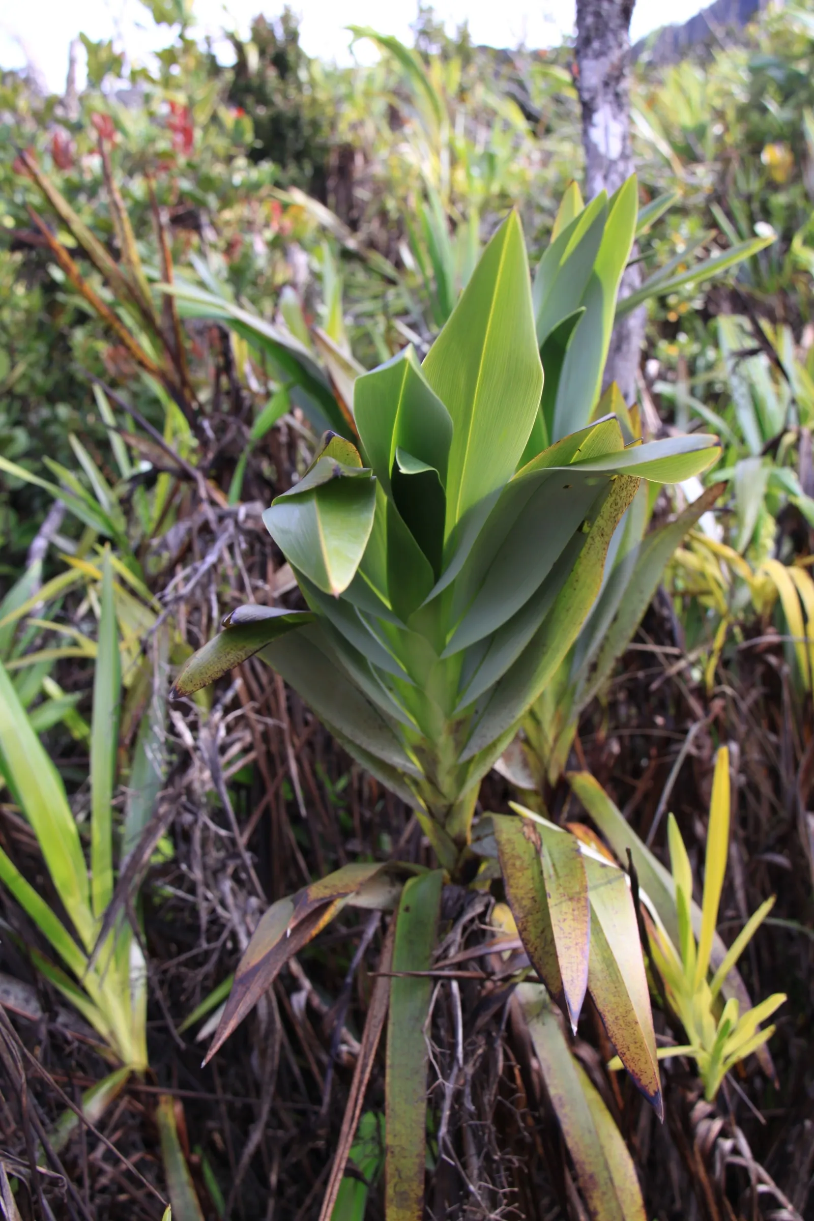 Umbrella Lily (Dianella Ensifolia) — which are star-shaped and typically 0.5-0.75 inches in diameter; adding a pop of color and interest to the