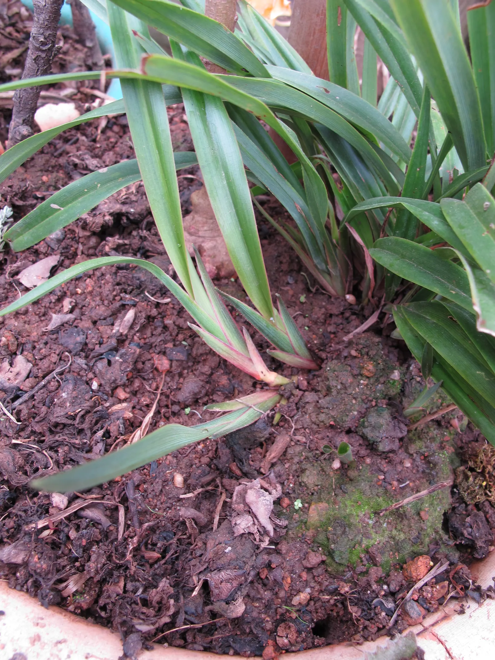 Umbrella Lily (Dianella Ensifolia) — Umbrella Dracaena (Dianella ensifolia) is a clumping perennial with sword-like