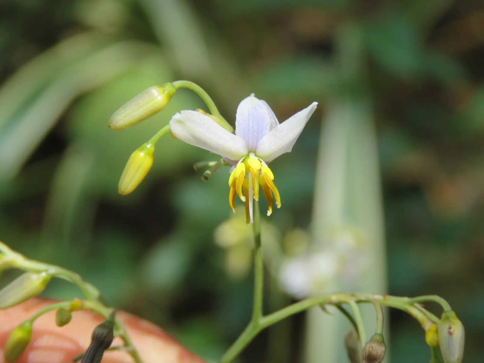 Umbrella Lily (Dianella Ensifolia) — It requires minimal water once established, reflecting its moderate drought tolerance