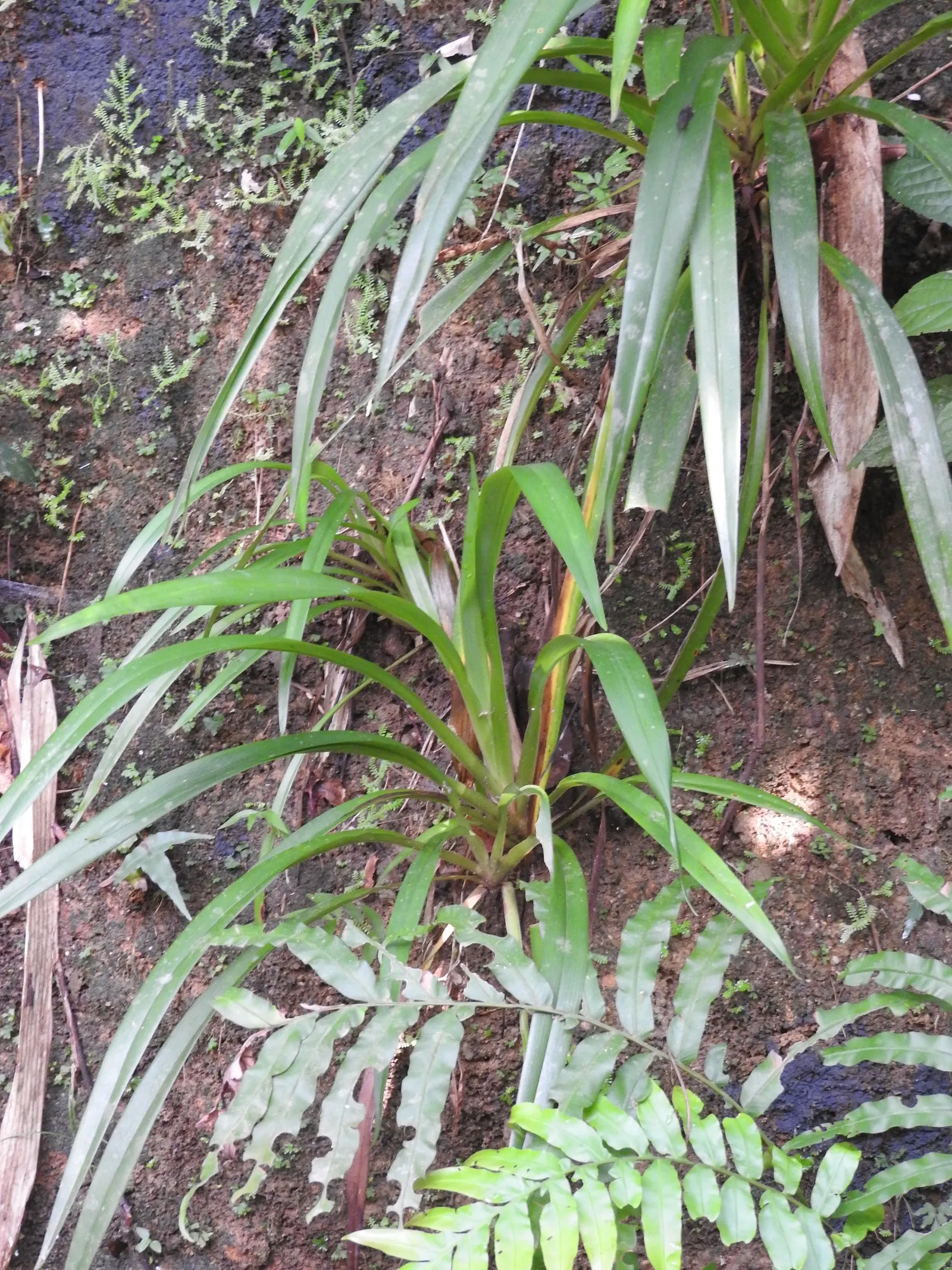 Umbrella Lily (Dianella Ensifolia) — which are star-shaped and typically 0.5-0.75 inches in diameter