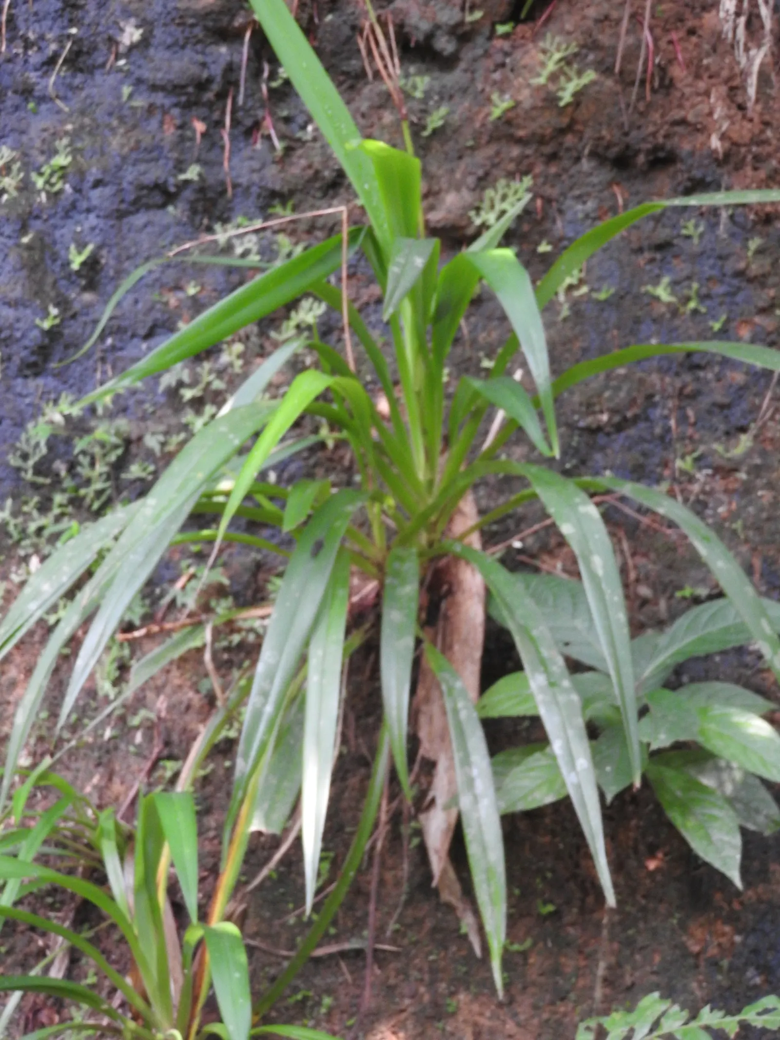 Umbrella Lily (Dianella Ensifolia) — with the latter condition promoting the most vivid foliage coloration.<br><br>Maintenance is straightforward