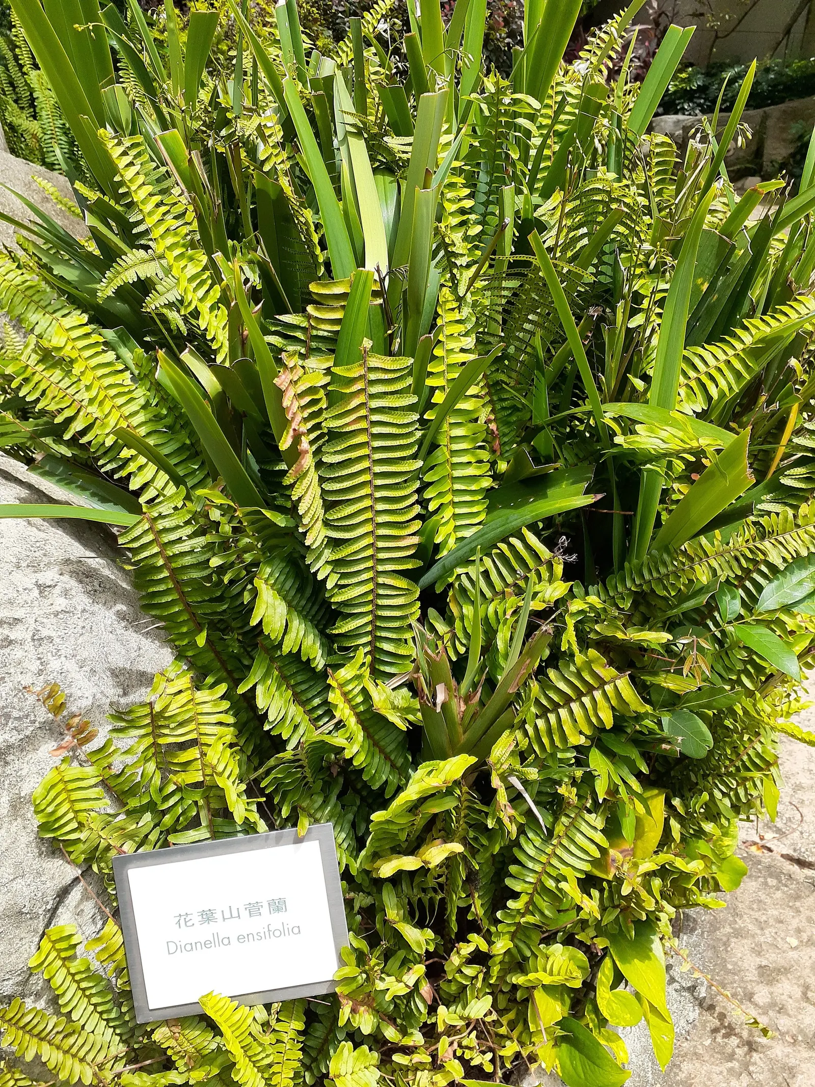 Umbrella Lily (Dianella Ensifolia) — scientifically known as Dianella ensifolia