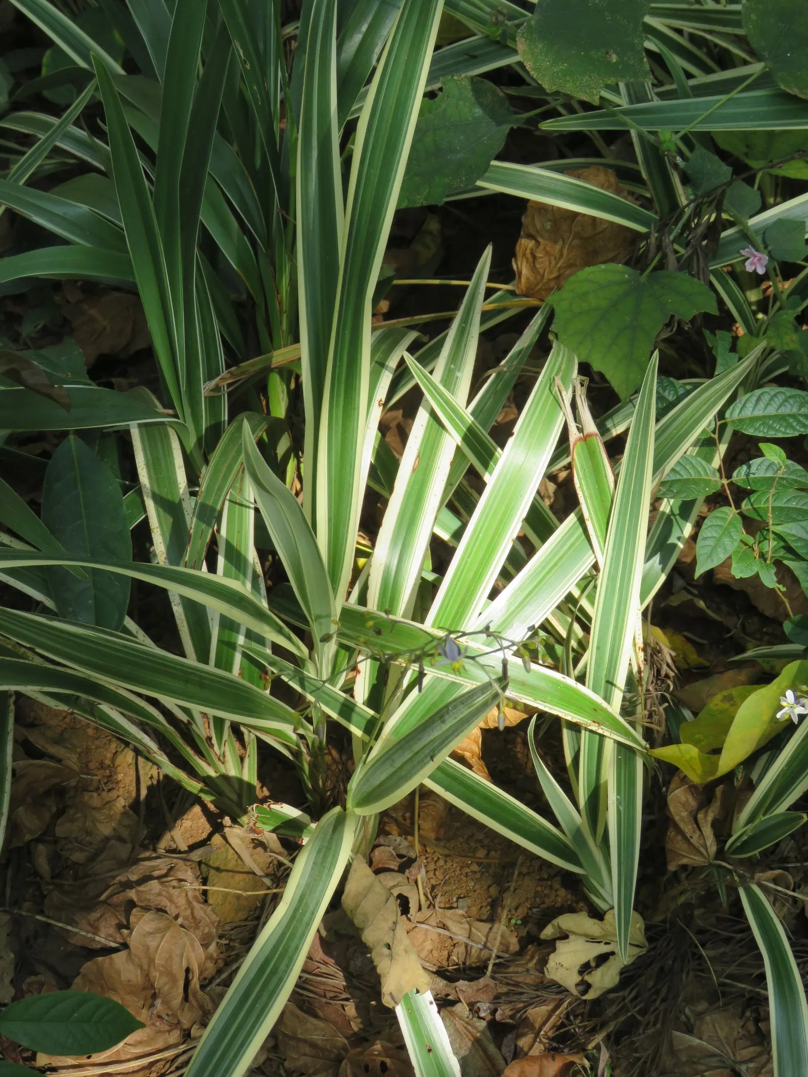 Umbrella Lily (Dianella Ensifolia) — The leaves boast a vibrant green hue
