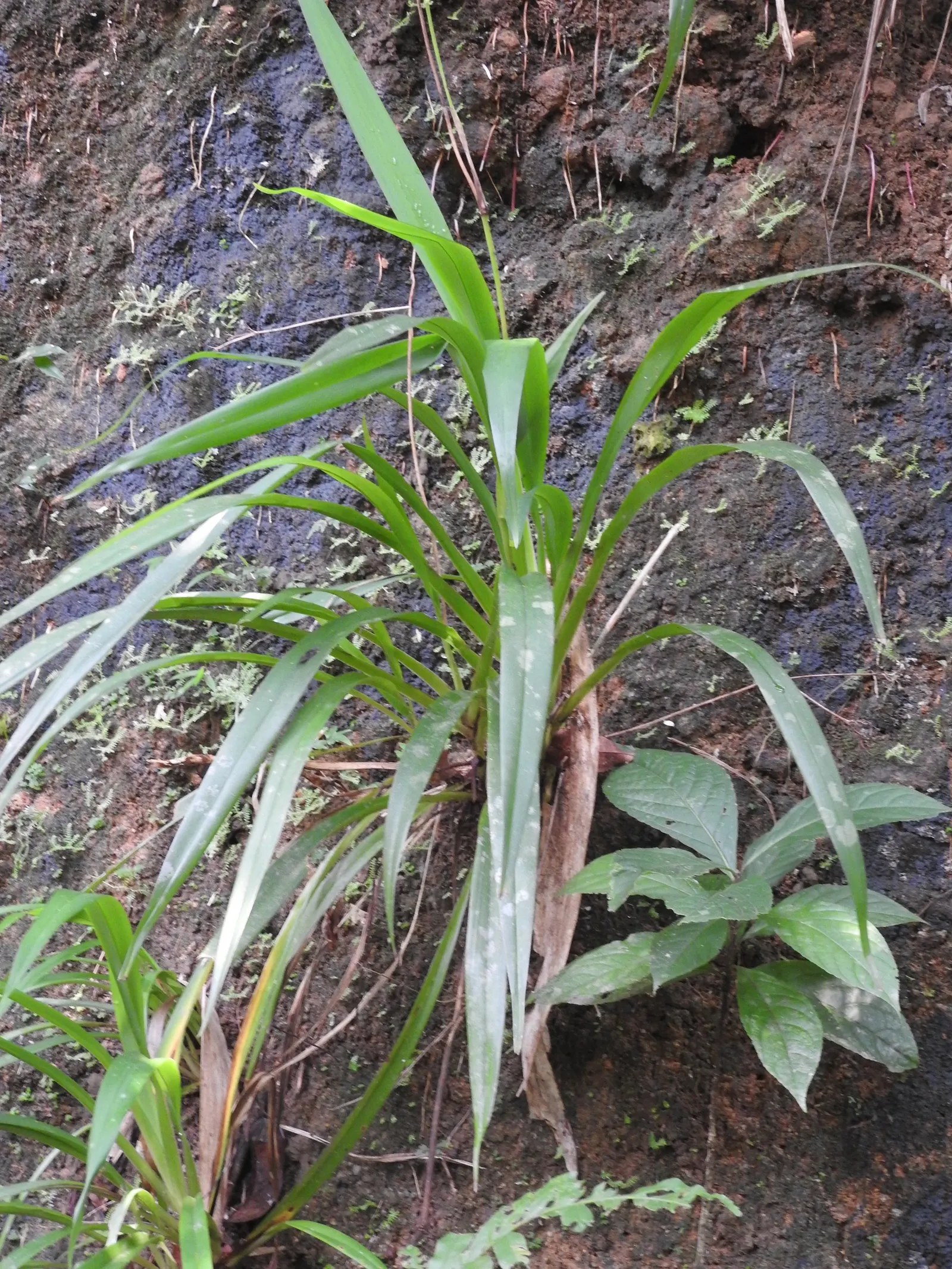 Umbrella Lily (Dianella Ensifolia) — making it a suitable choice for a range of outdoor garden designs.<br><br>Characterized by its long