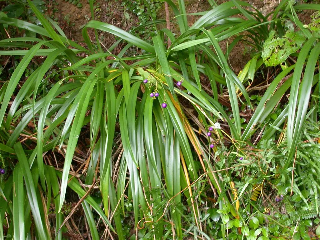 Umbrella Lily (Dianella Ensifolia) — dark blue to purple berries that may reach up to 0.5 inches in diameter