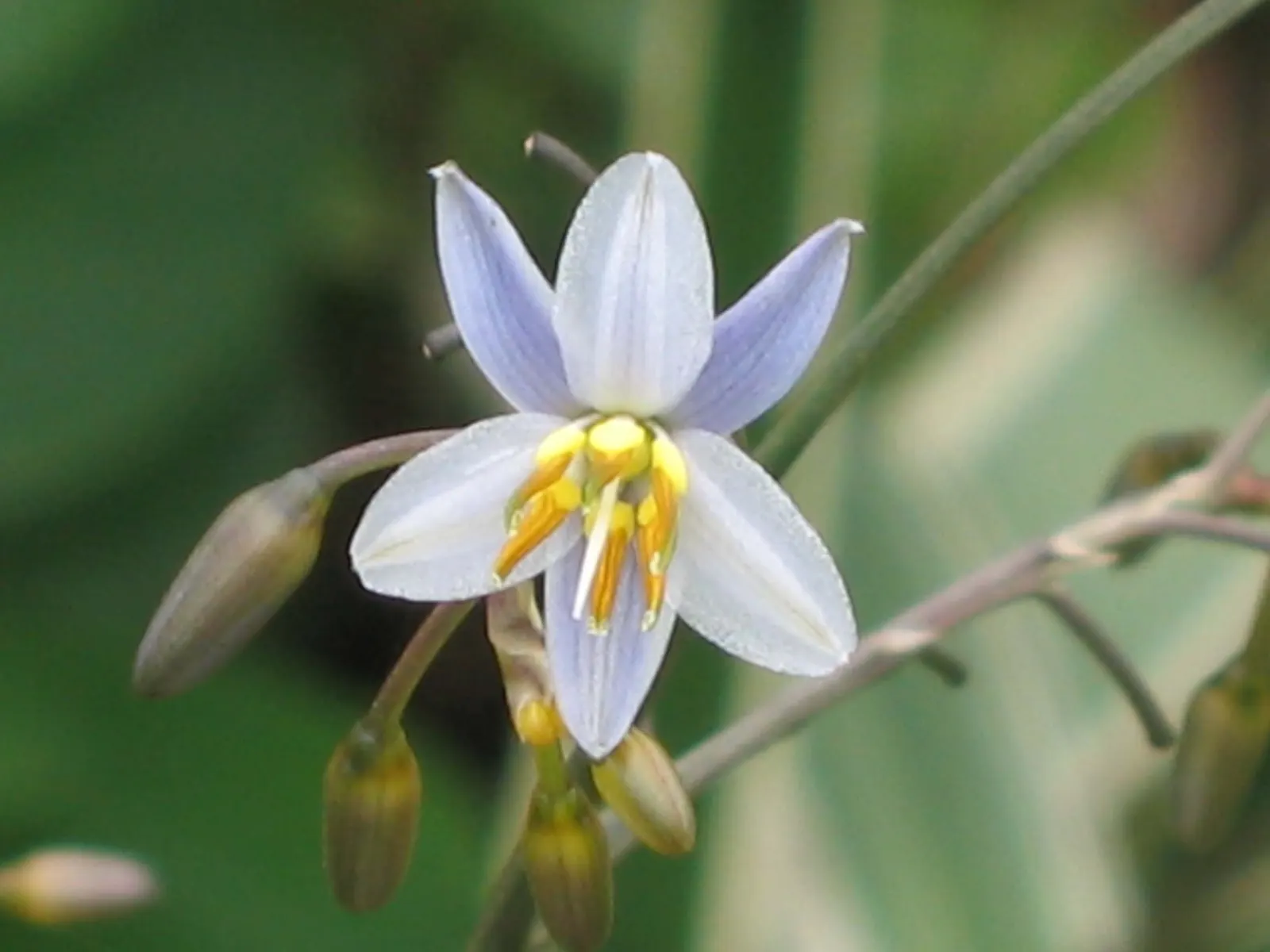Umbrella Lily (Dianella Ensifolia) — scientifically known as Dianella ensifolia; effortlessly enhancing the garden's aesthetic with its tropical flair