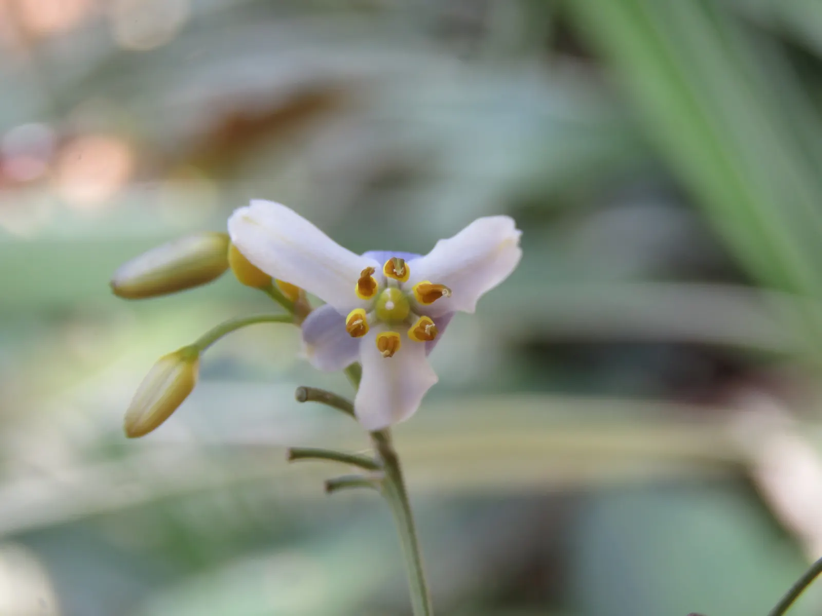 Umbrella Lily (Dianella Ensifolia) — with infrequent trimming required to remove spent foliage and keep the plant looking tidy