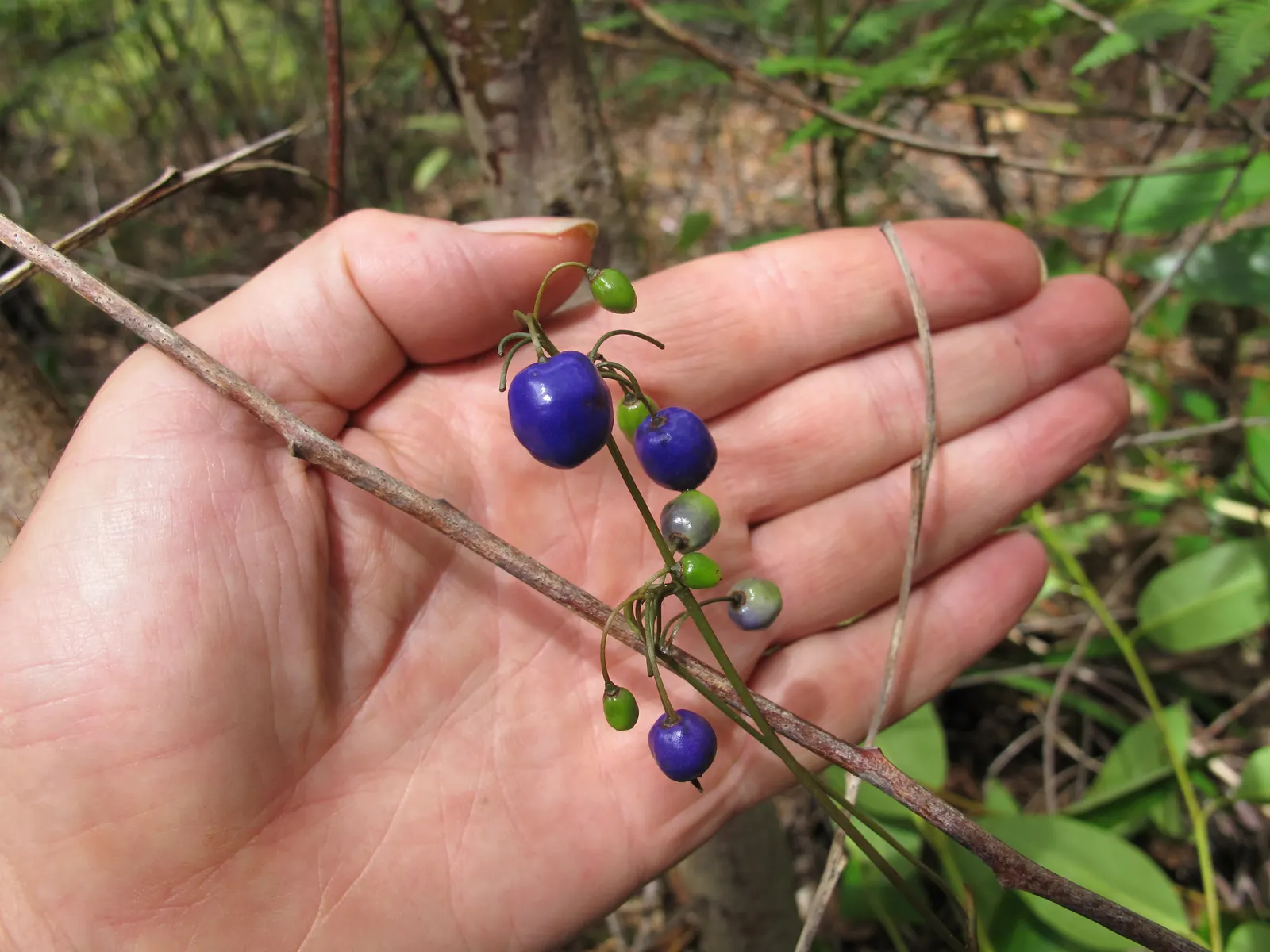 Umbrella Lily (Dianella Ensifolia) — Its unique umbrella-like flower clusters; adding a pop of color and interest to the landscape.<br><br>Umbrella Dracaena