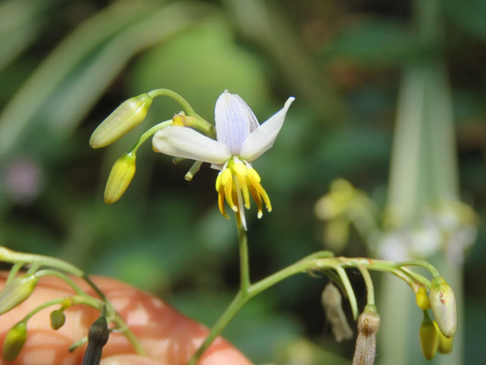 Umbrella Lily (Dianella Ensifolia) — sporting starry blooms and vibrant blue berries; effortlessly enhancing the garden's aesthetic with its tropical flair