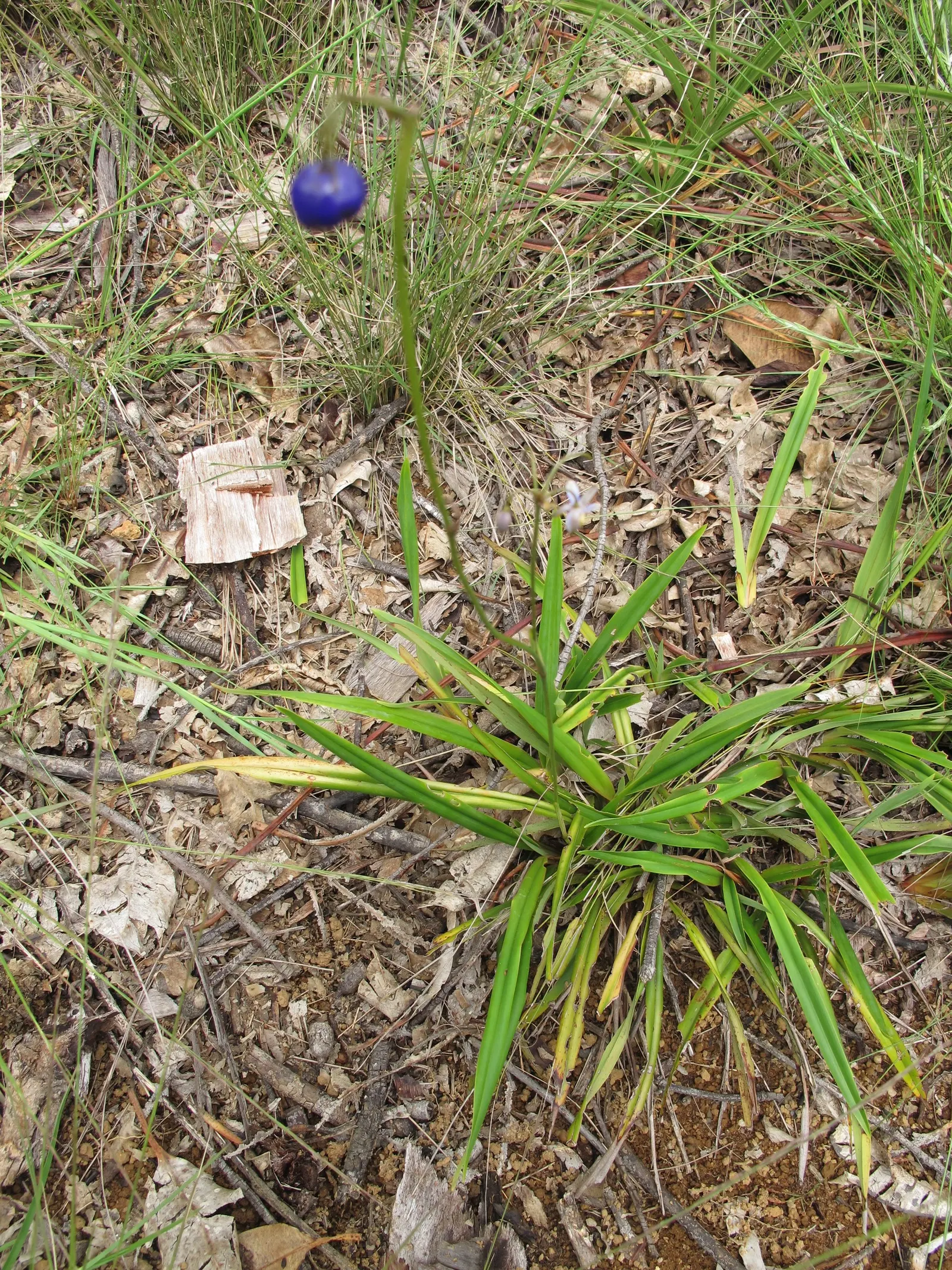 Umbrella Lily (Dianella Ensifolia) — Ideal sun exposure ranges from full sunlight to partial shade