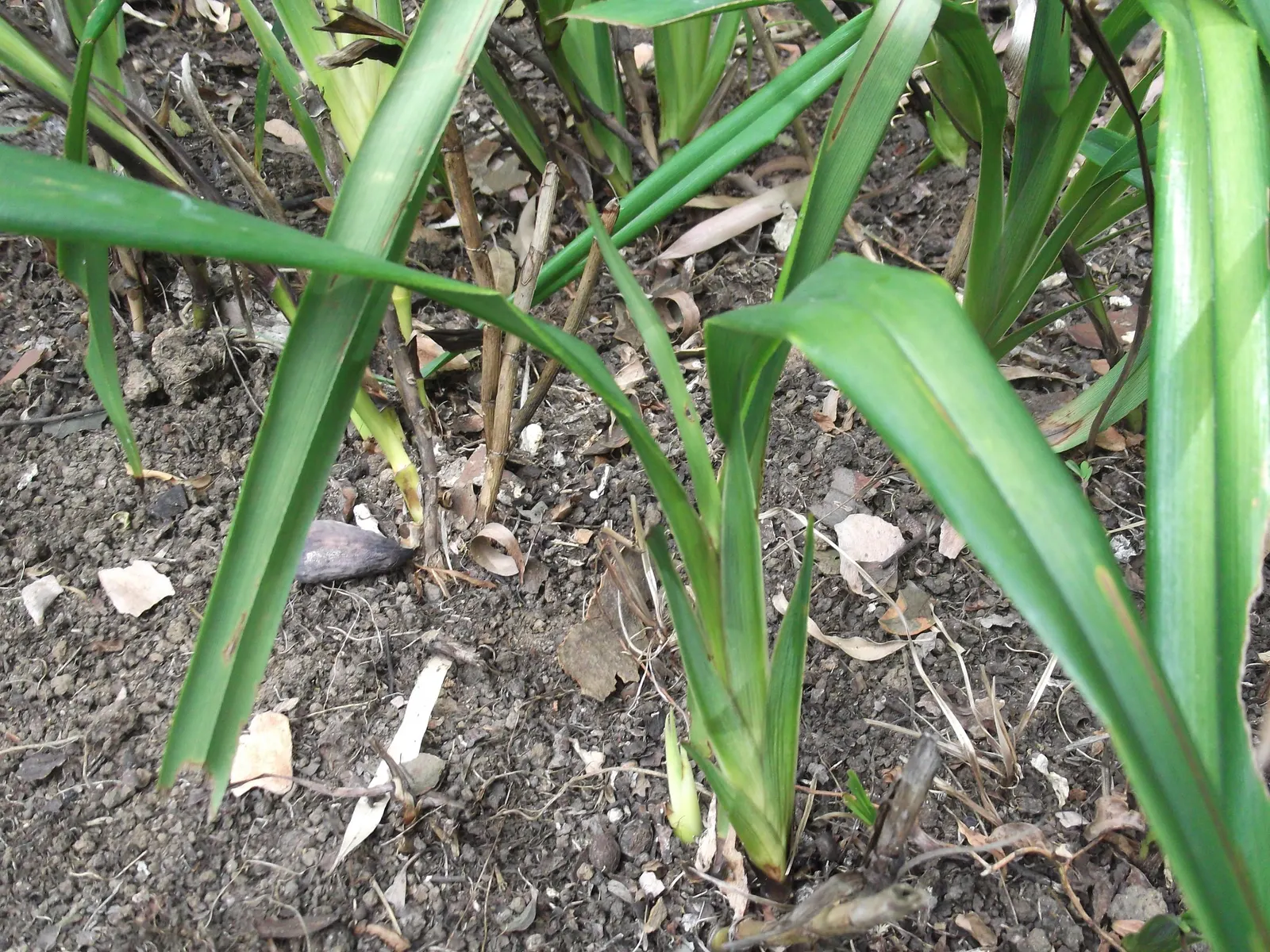 Umbrella Lily (Dianella Ensifolia) — adding a pop of color and interest to the landscape.<br><br>Umbrella Dracaena prefers well-draining