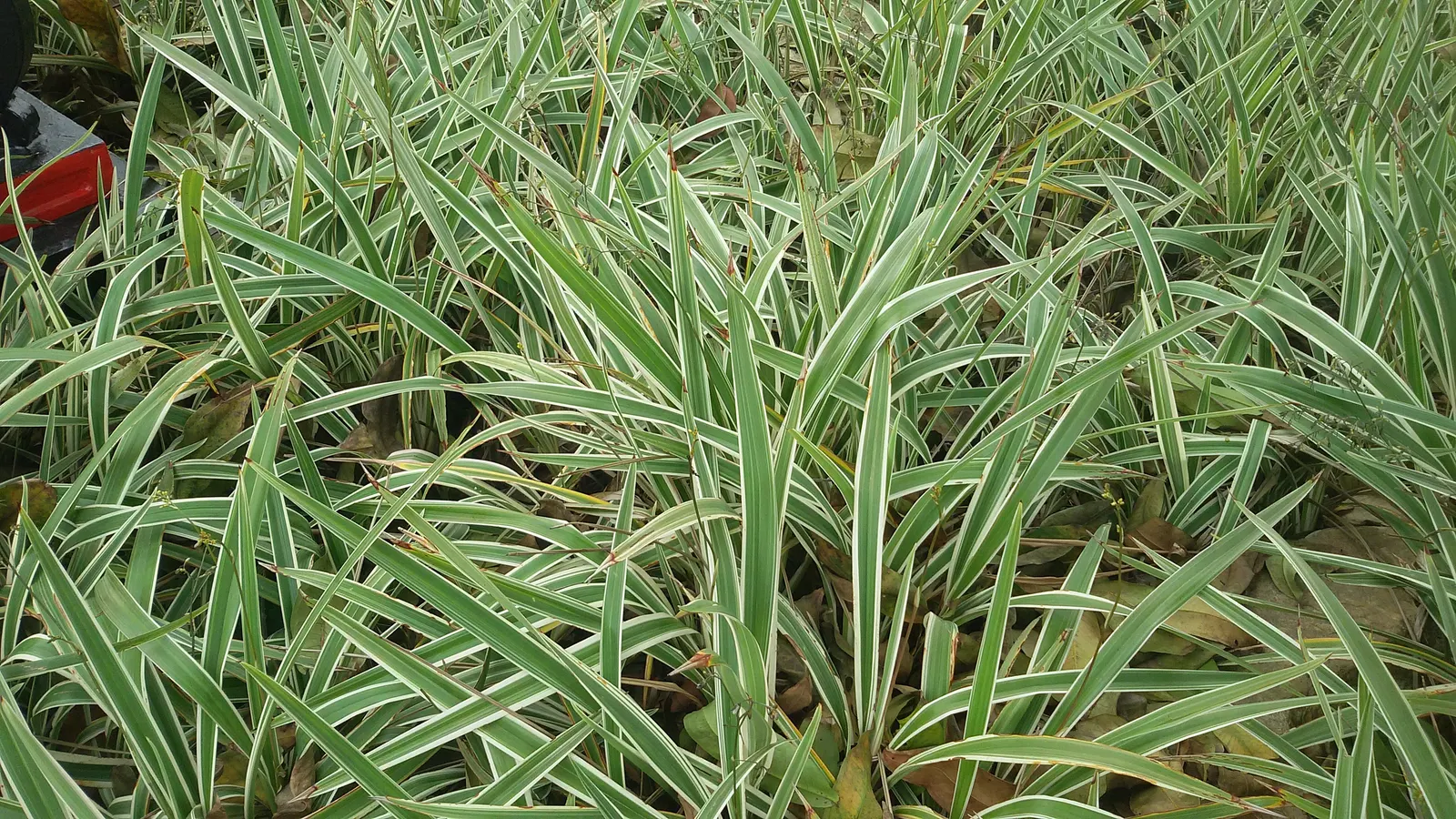 Umbrella Lily (Dianella Ensifolia) — making it a suitable choice for a range of outdoor garden designs.<br><br>Characterized by its long; adding a pop of color