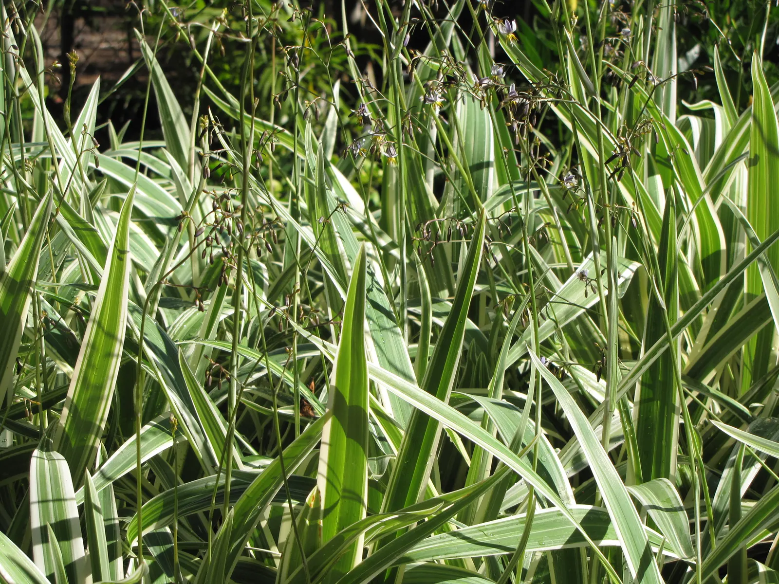 Umbrella Lily (Dianella Ensifolia) — These are followed by attractive; effortlessly enhancing the garden's aesthetic with its tropical flair