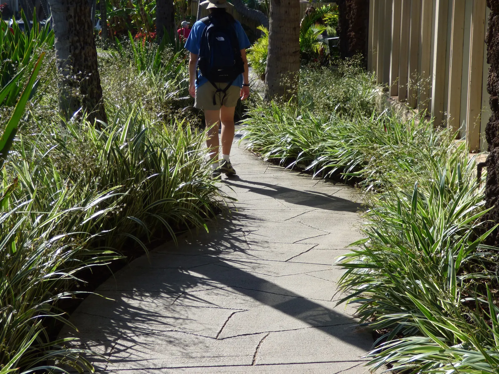 Umbrella Lily (Dianella Ensifolia) — The leaves boast a vibrant green hue; making it a suitable choice for a range of outdoor garden