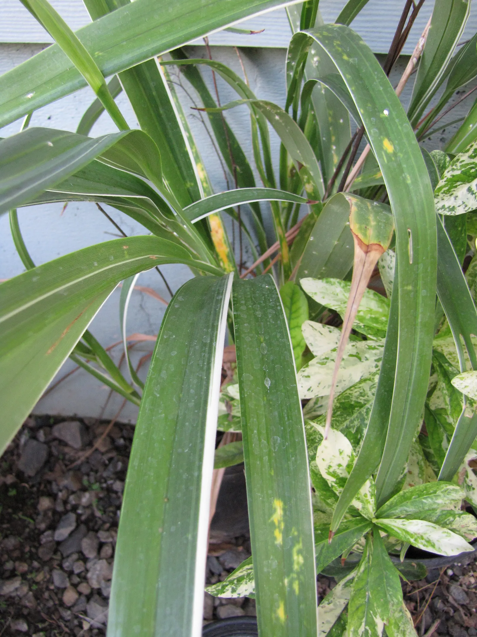 Umbrella Lily (Dianella Ensifolia) — is a versatile and elegant perennial plant suited to both tropical and subtropical landscapes; sporting starry blooms and