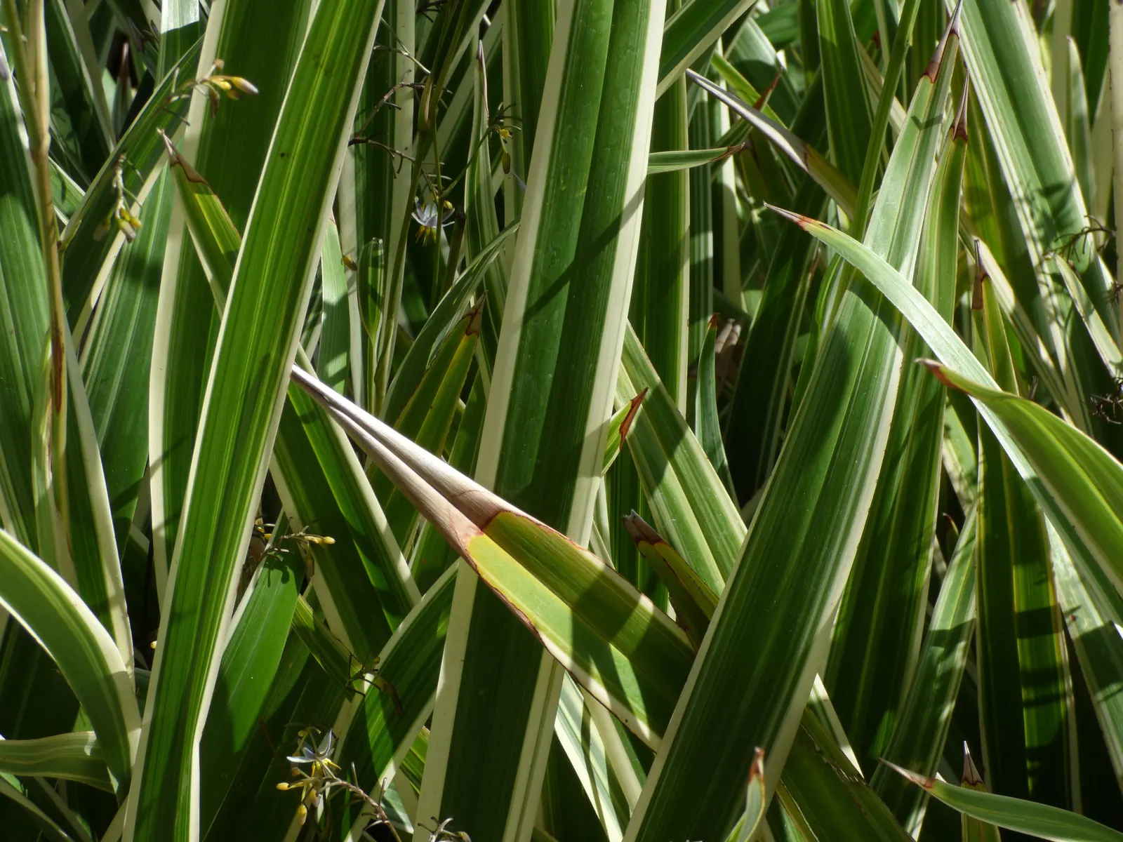 Umbrella Lily (Dianella Ensifolia) — loamy soil with a moderate moisture level