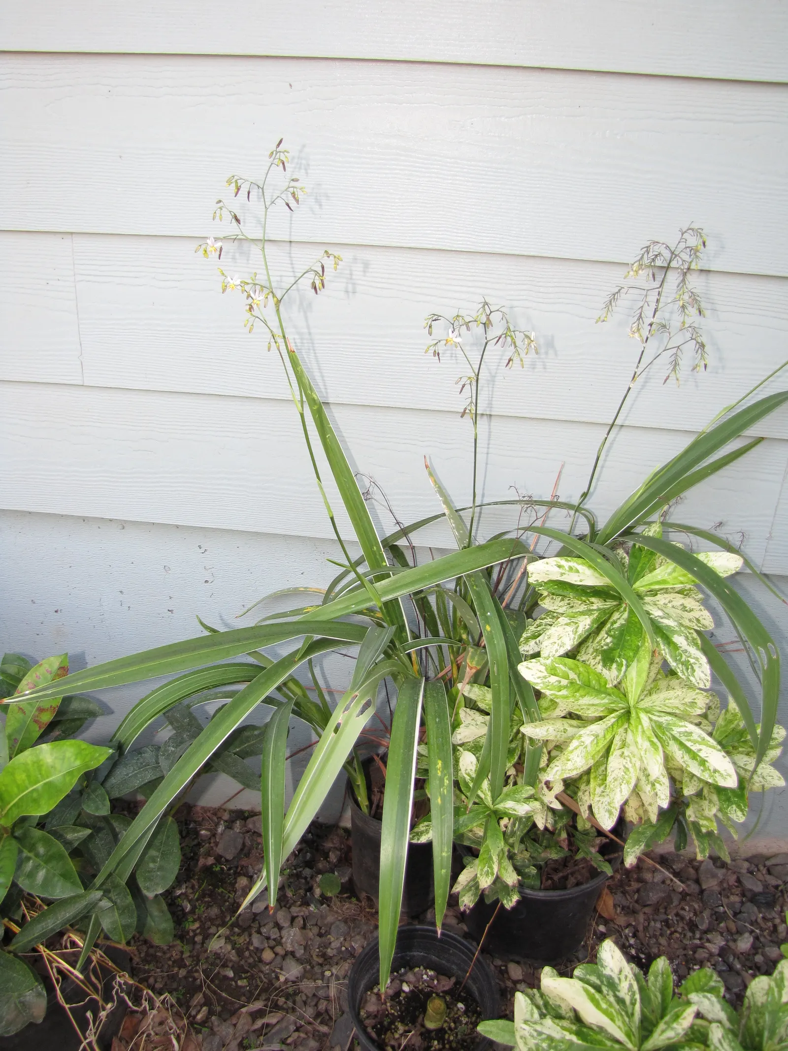Umbrella Lily (Dianella Ensifolia) — bluish-green foliage reaching up to 3 feet in height and spread; making it a suitable choice for a range of outdoor garden