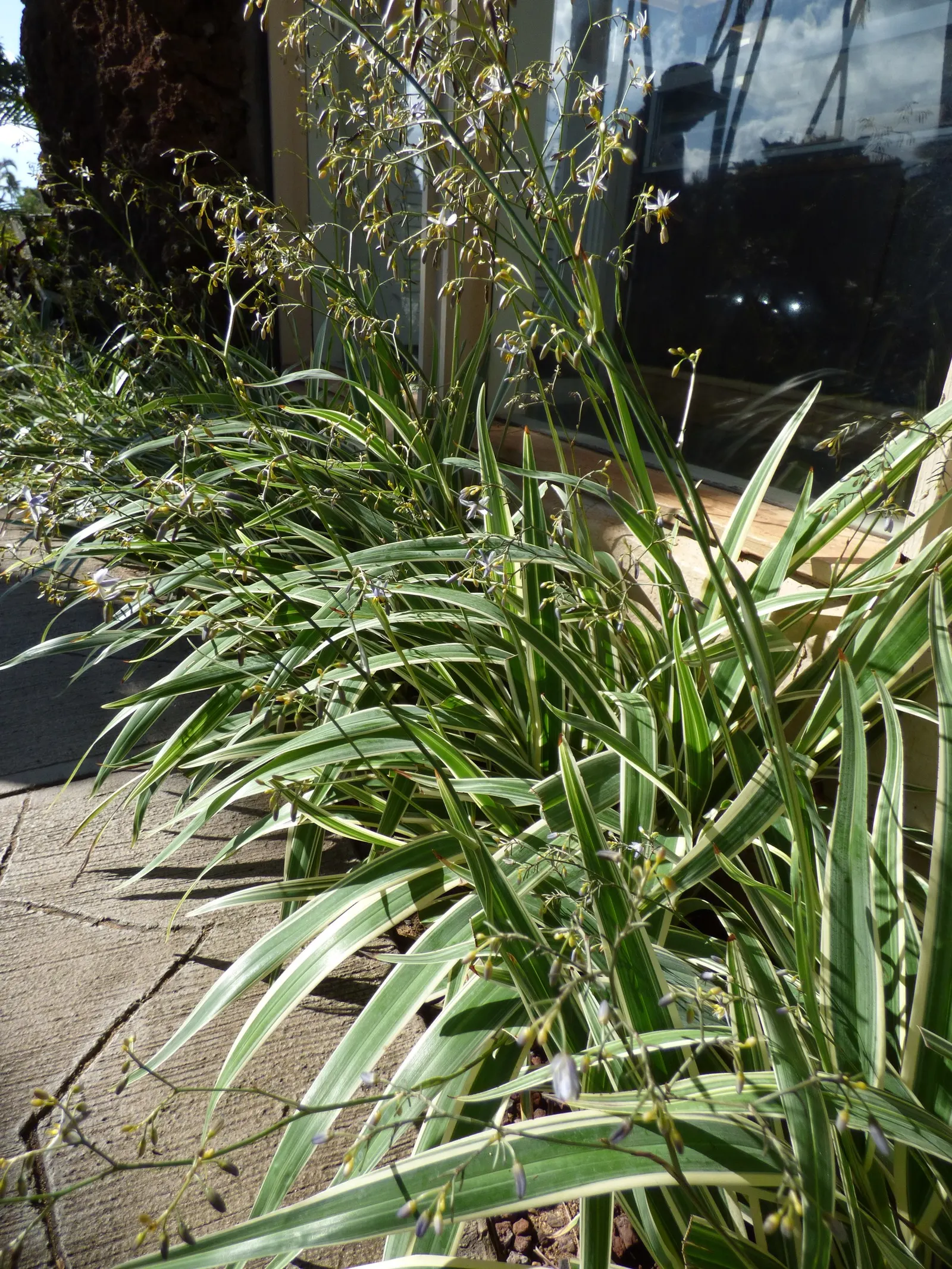 Umbrella Lily (Dianella Ensifolia) — These are followed by attractive