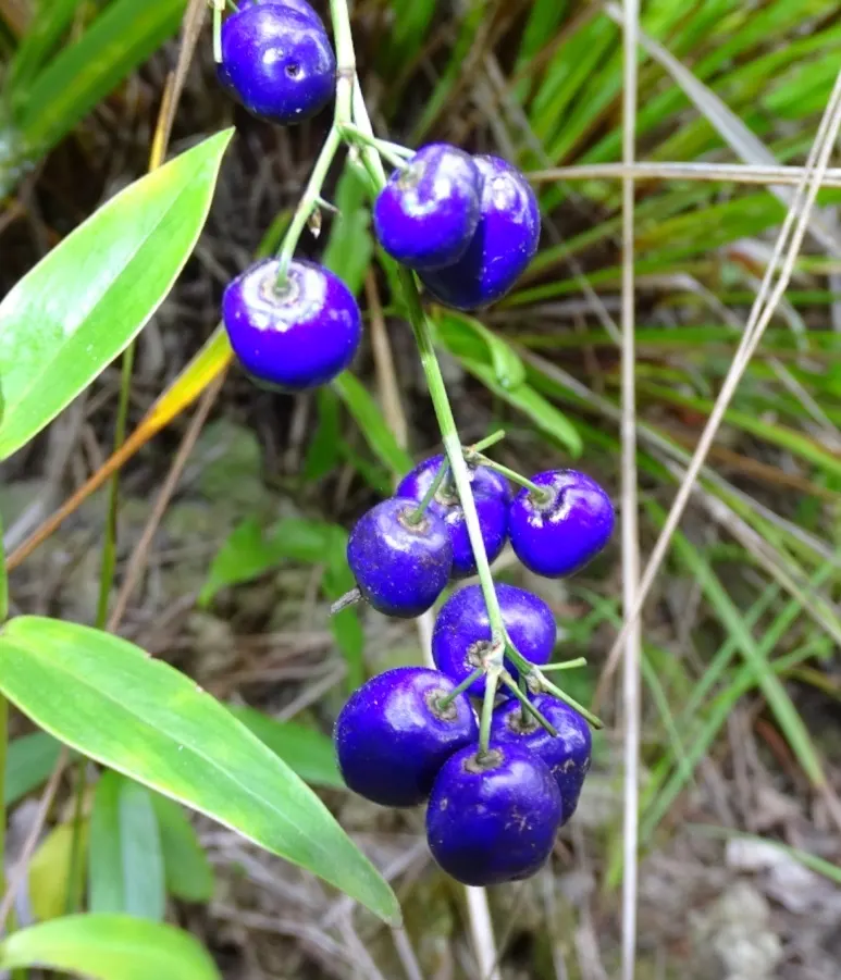 Umbrella Lily (Dianella Ensifolia) — the Umbrella Dracaena creates a graceful