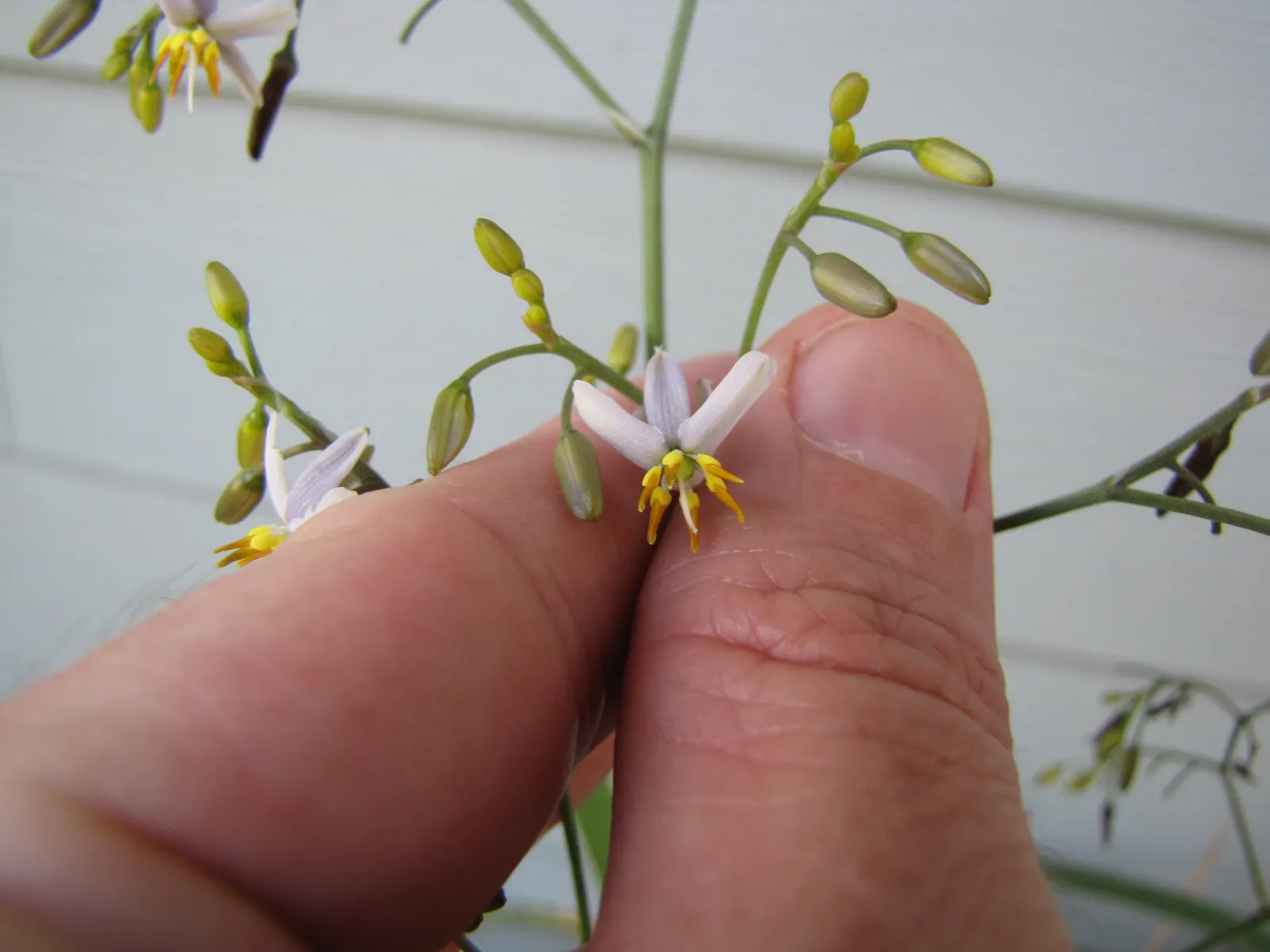 Umbrella Lily (Dianella Ensifolia) — this low-maintenance species thrives in partial to full shade and well-drained soil; making it a suitable choice for a
